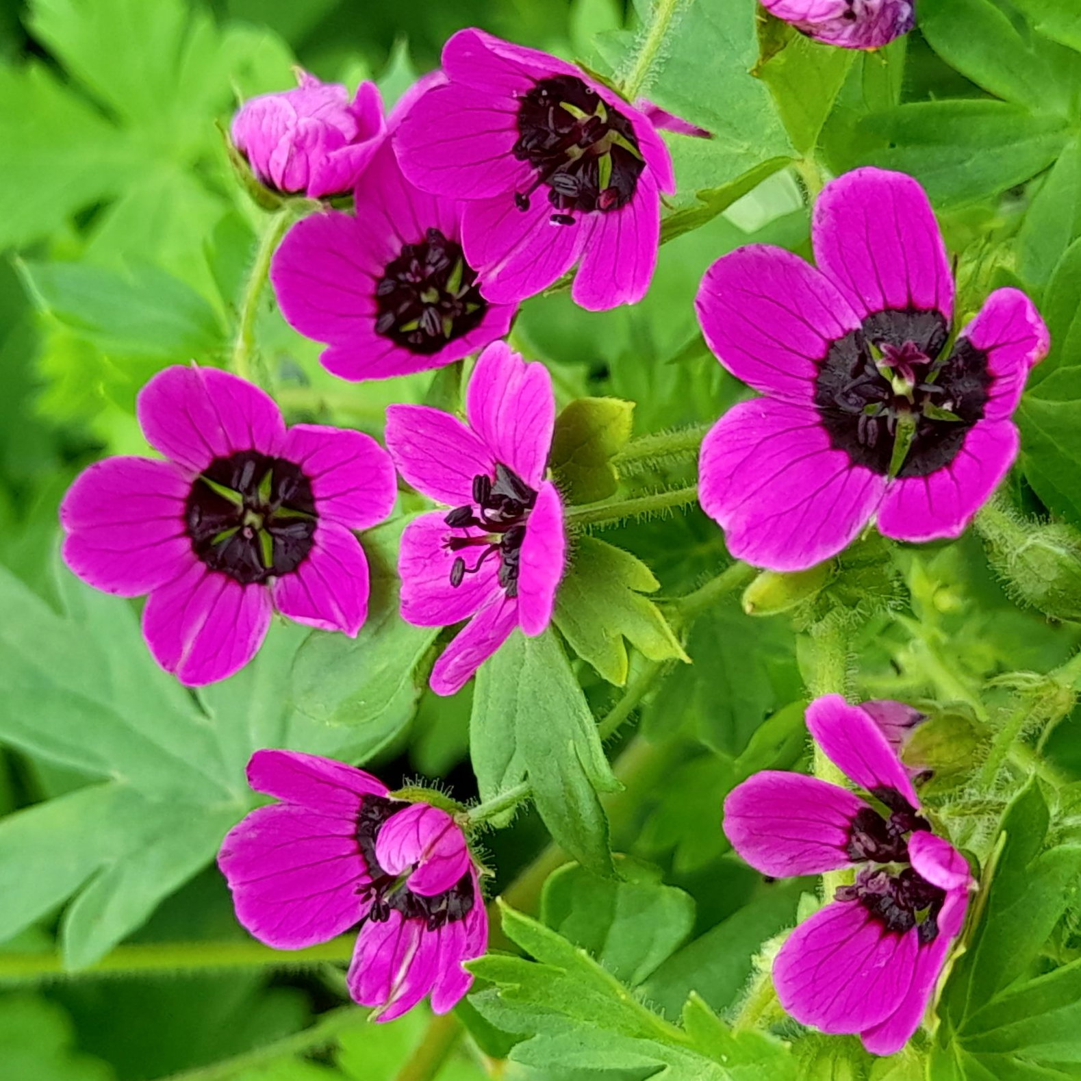 Geranium Ocellatum 7 Scaled