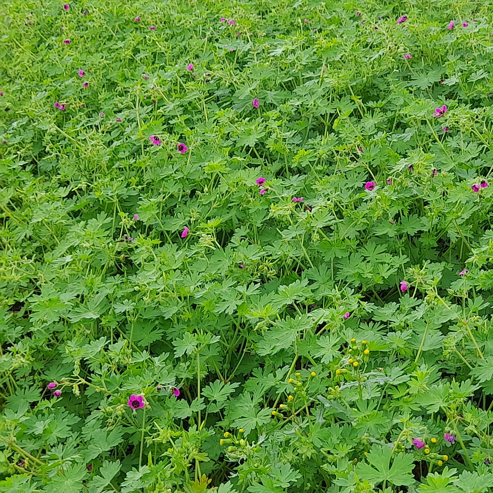 Geranium Ocellatum 2 Scaled