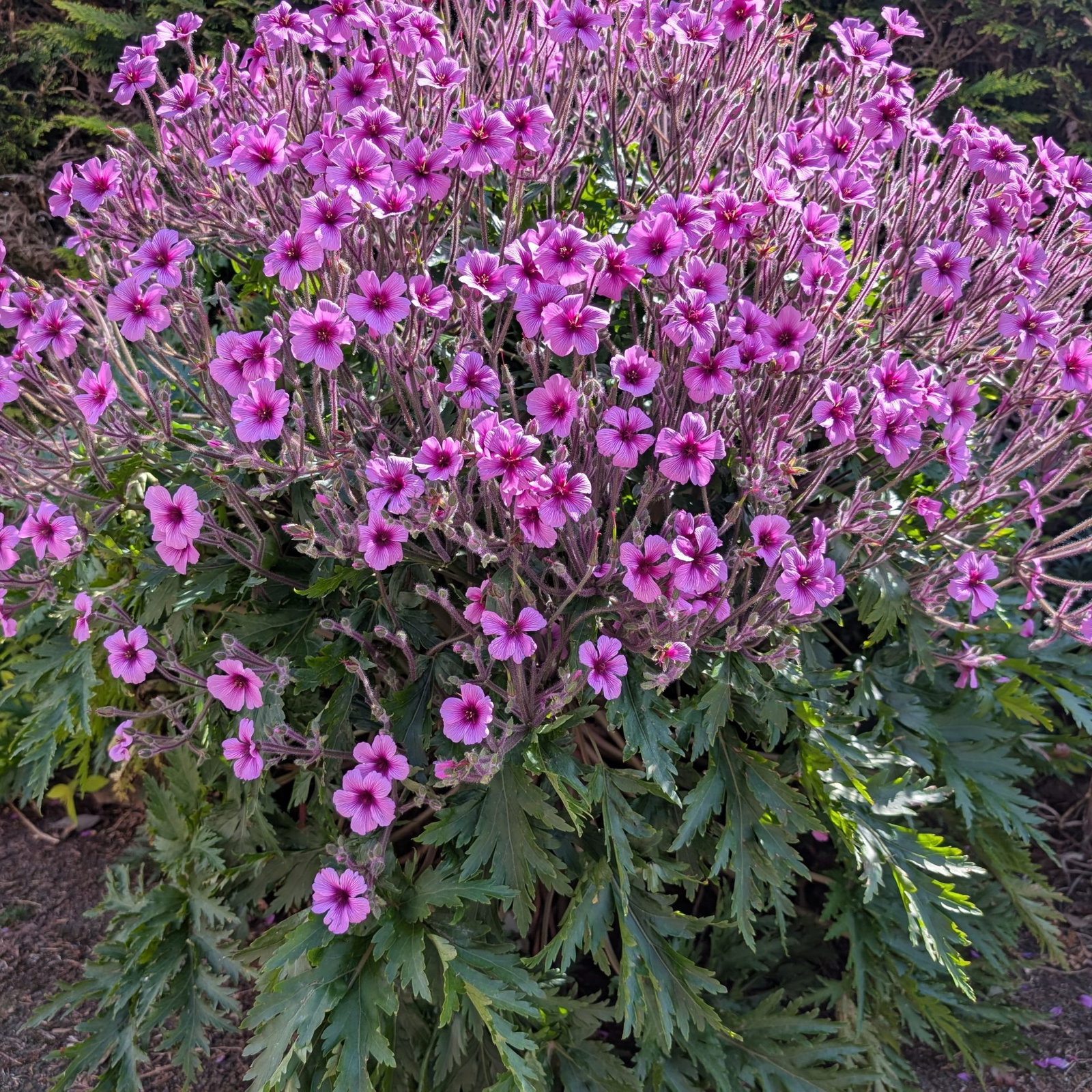 Geranium Maderense 5 Scaled