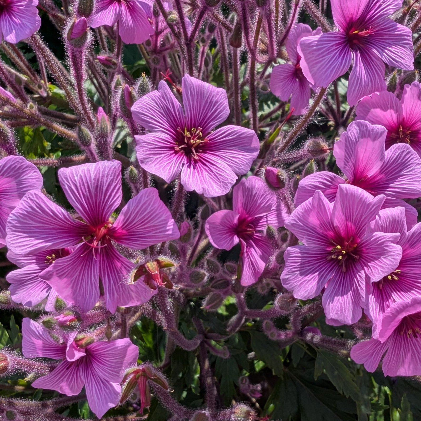Geranium Maderense 7 Scaled