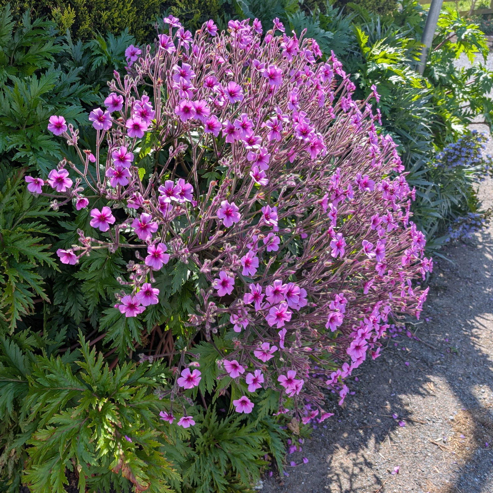Geranium Maderense 6 Scaled