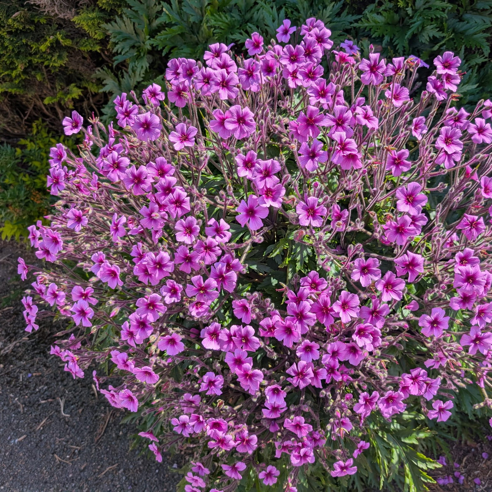 Geranium Maderense 4 Scaled
