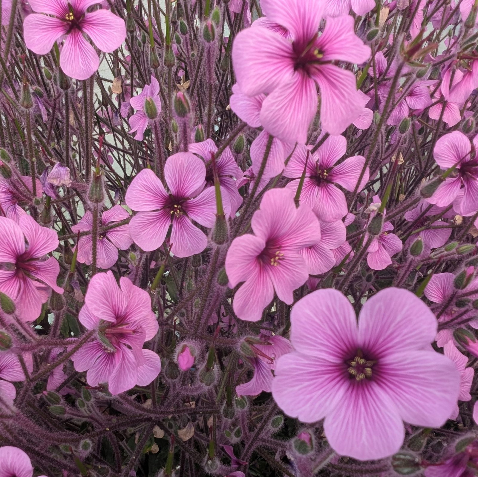 Geranium Maderense 9 Scaled
