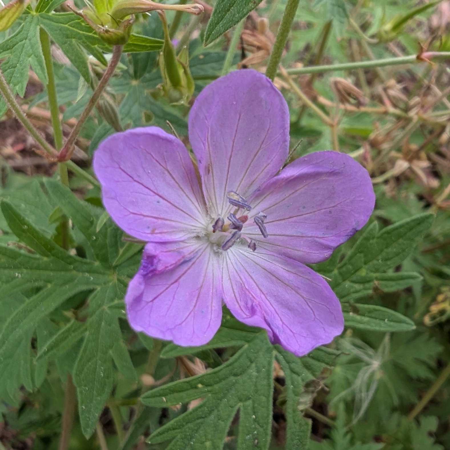 Geranium Koreanum 3 Scaled