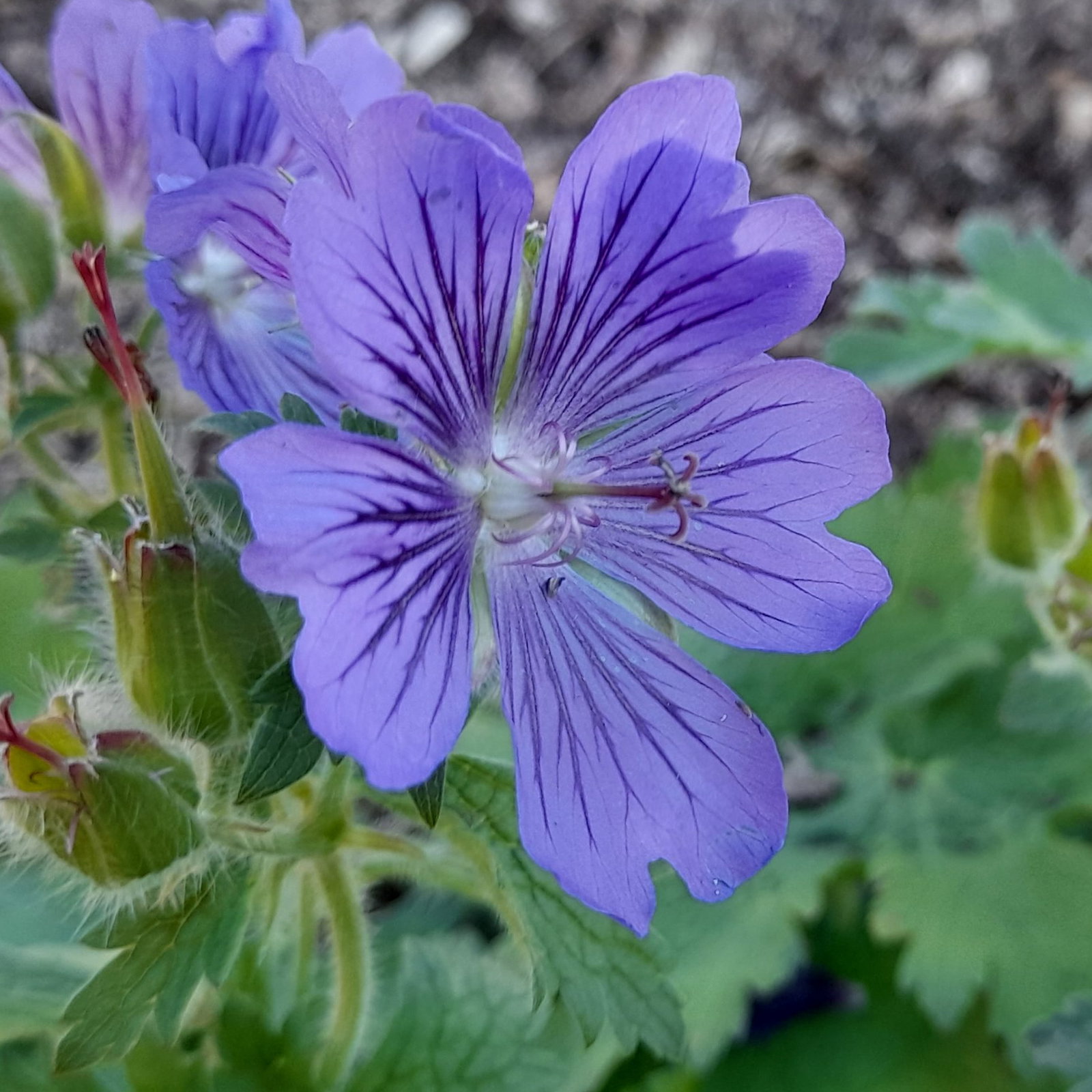 Geranium Ibericum 5 Scaled