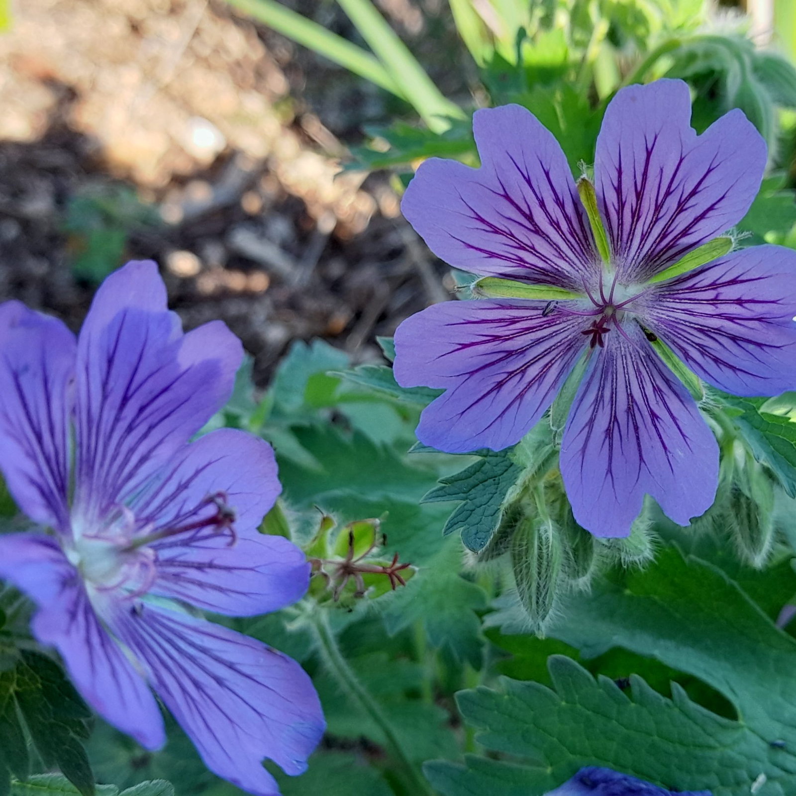 Geranium Ibericum 4 Scaled