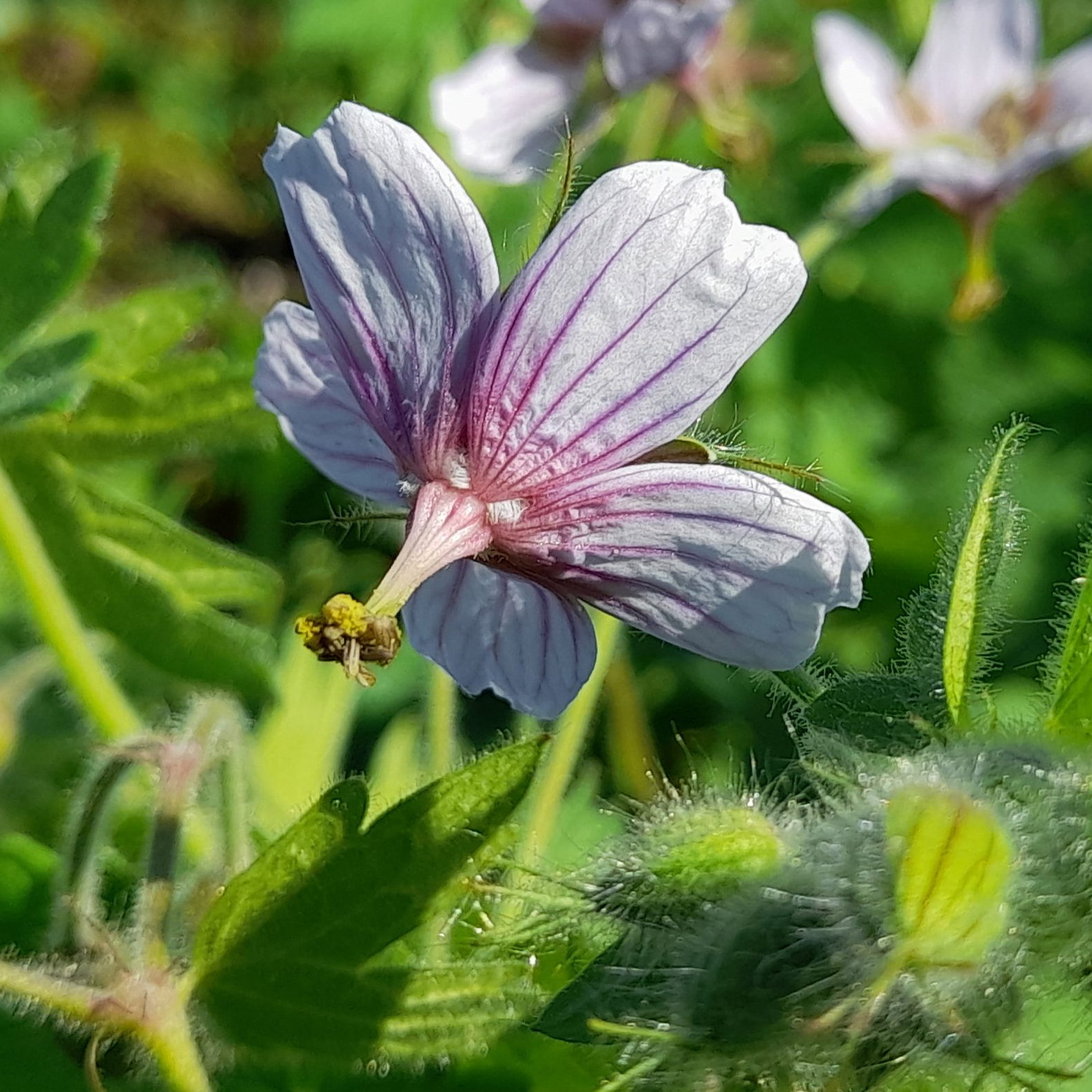 Geranium Aristatum 23 Scaled