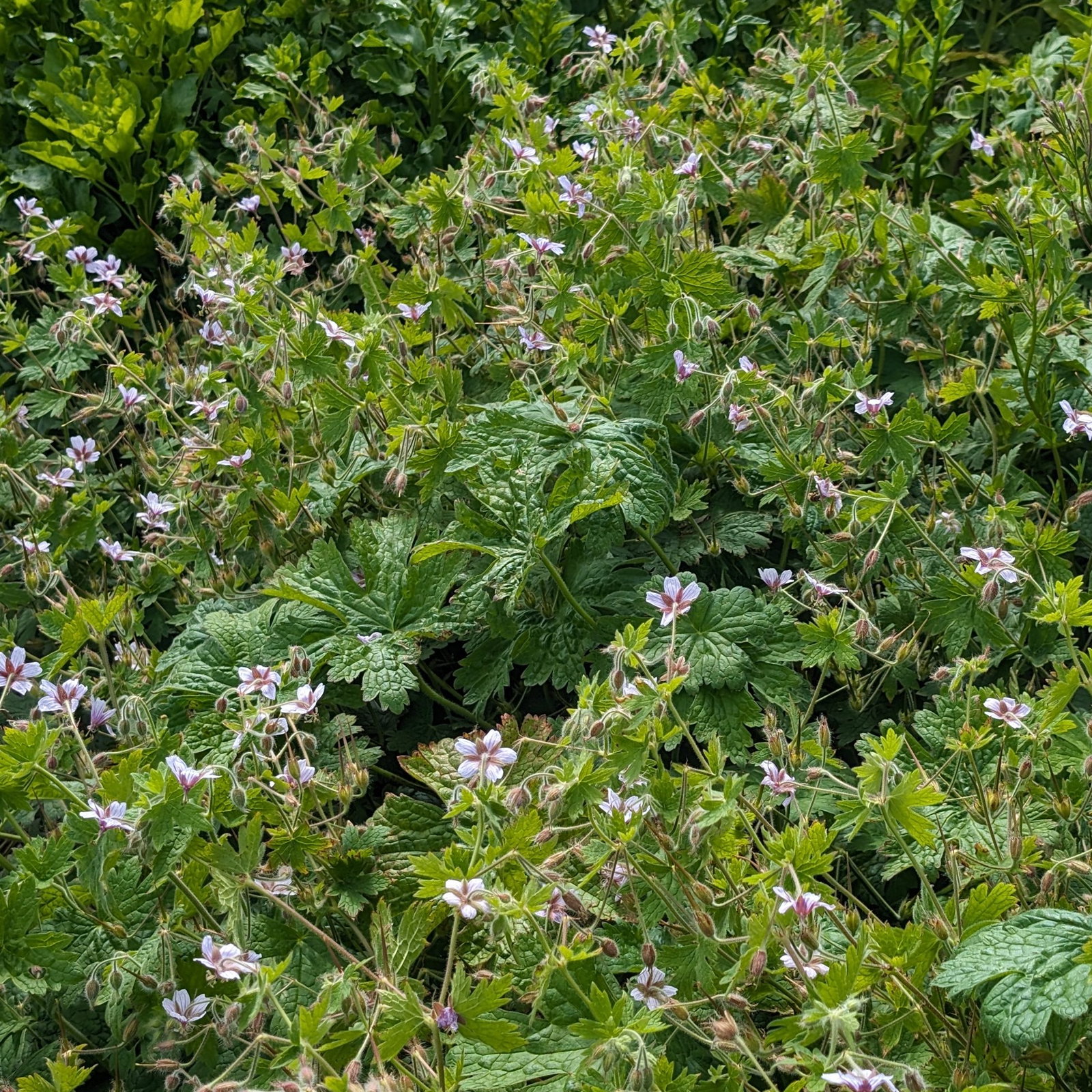 Geranium Aristatum 31 Scaled