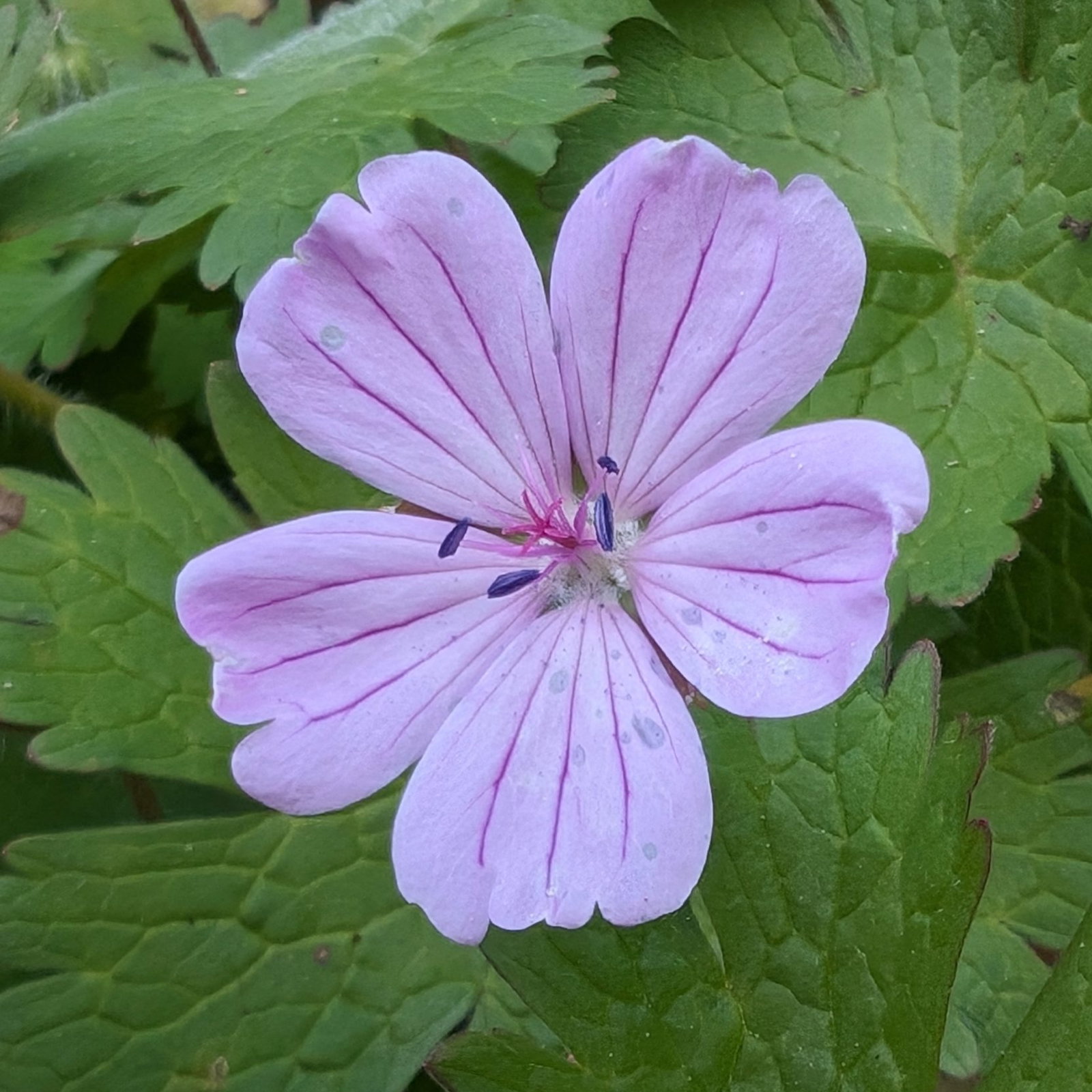 Geranium Albanum 13 Scaled