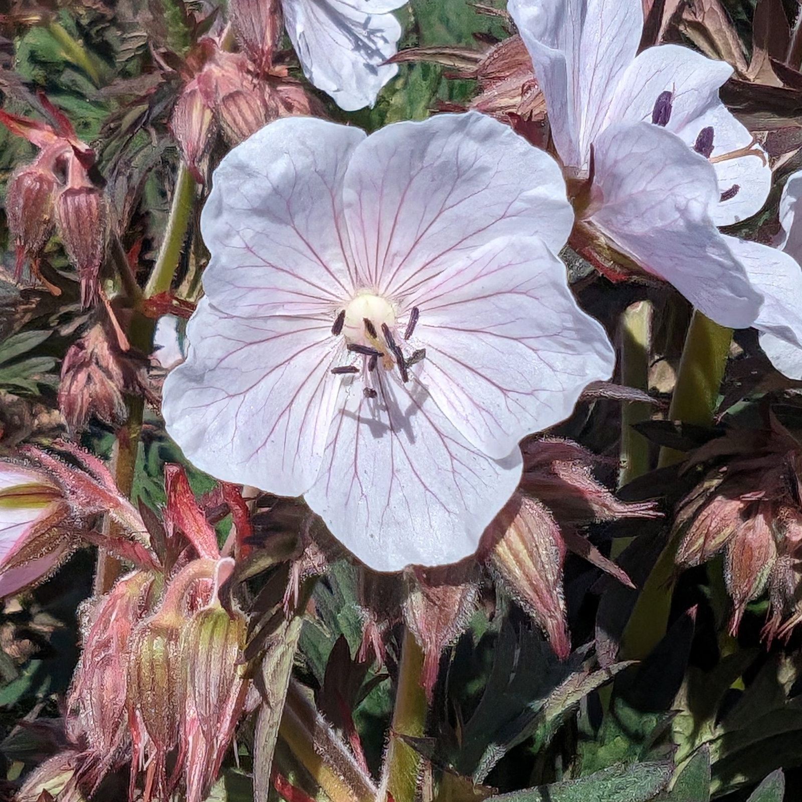 Geranium Ghost 2 Scaled