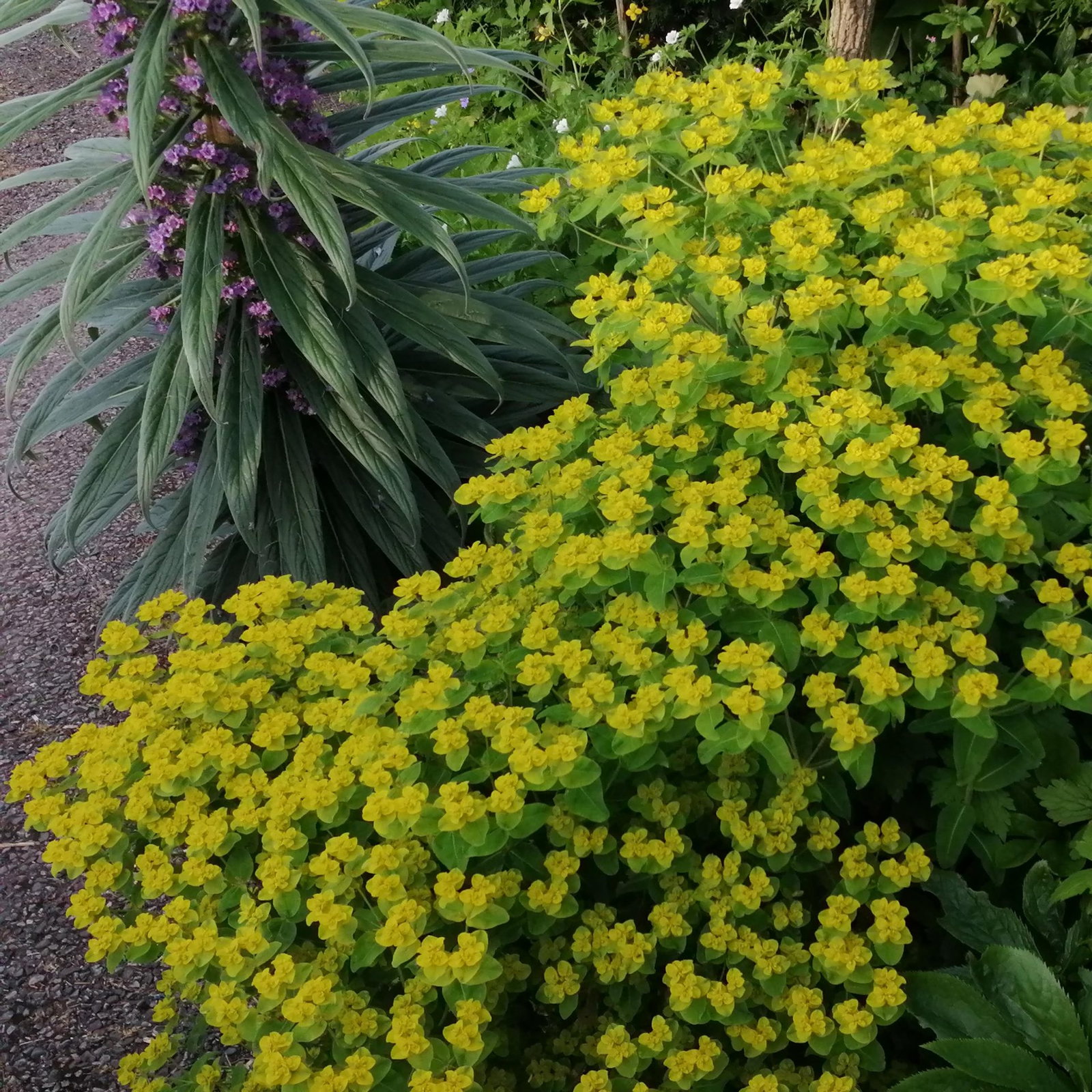Euphorbia Corraloides 2 Scaled