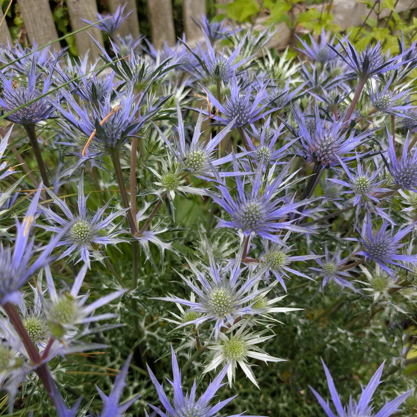 Eryngium Bourgatii 1 Scaled