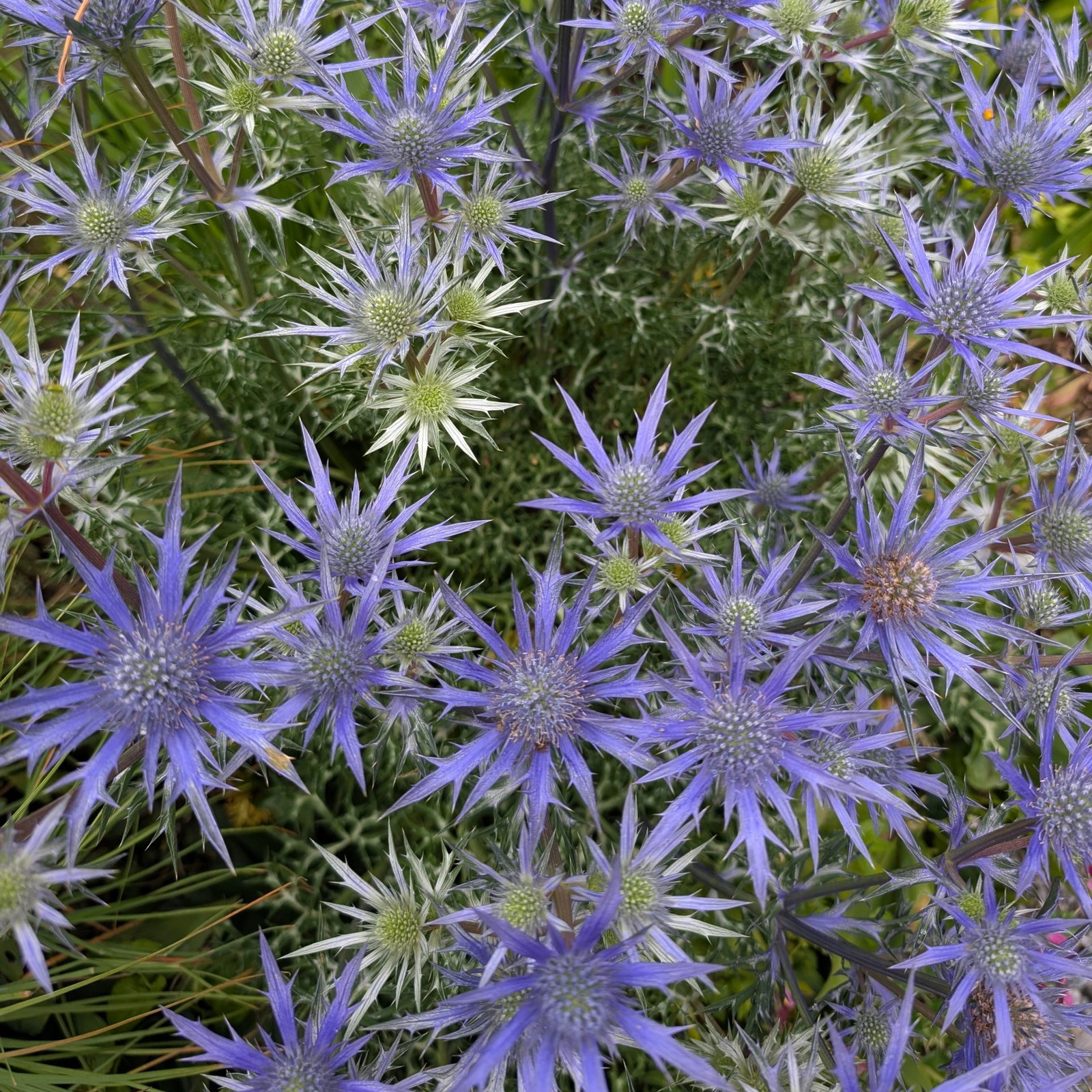 Eryngium Bourgatii 2 Scaled