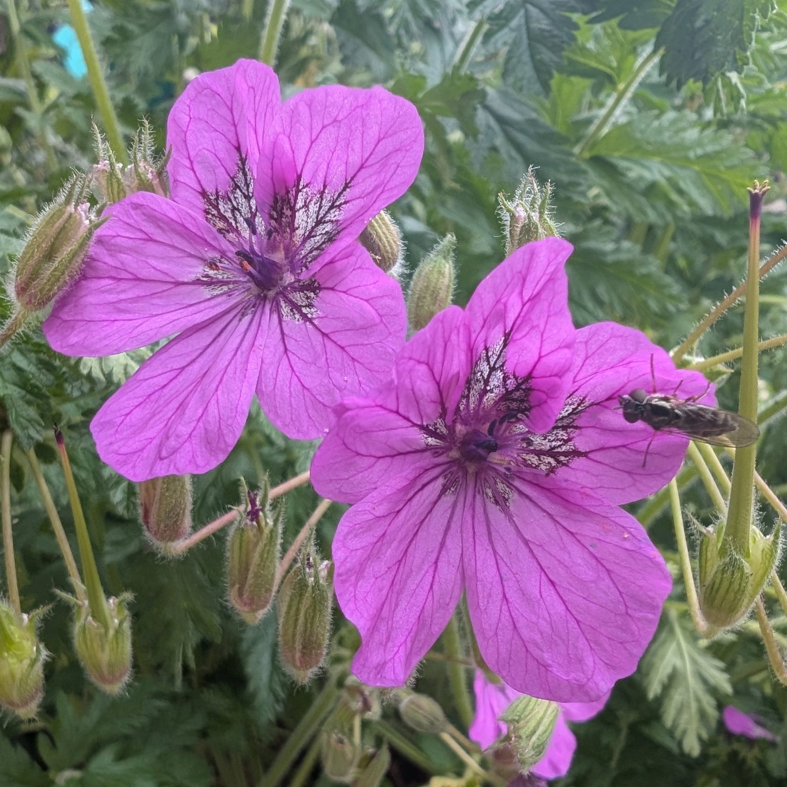 Erodium Manescavii 3 Scaled