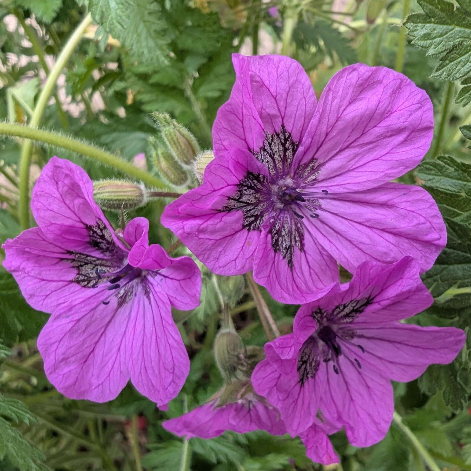 Erodium Manescavii 5 Scaled