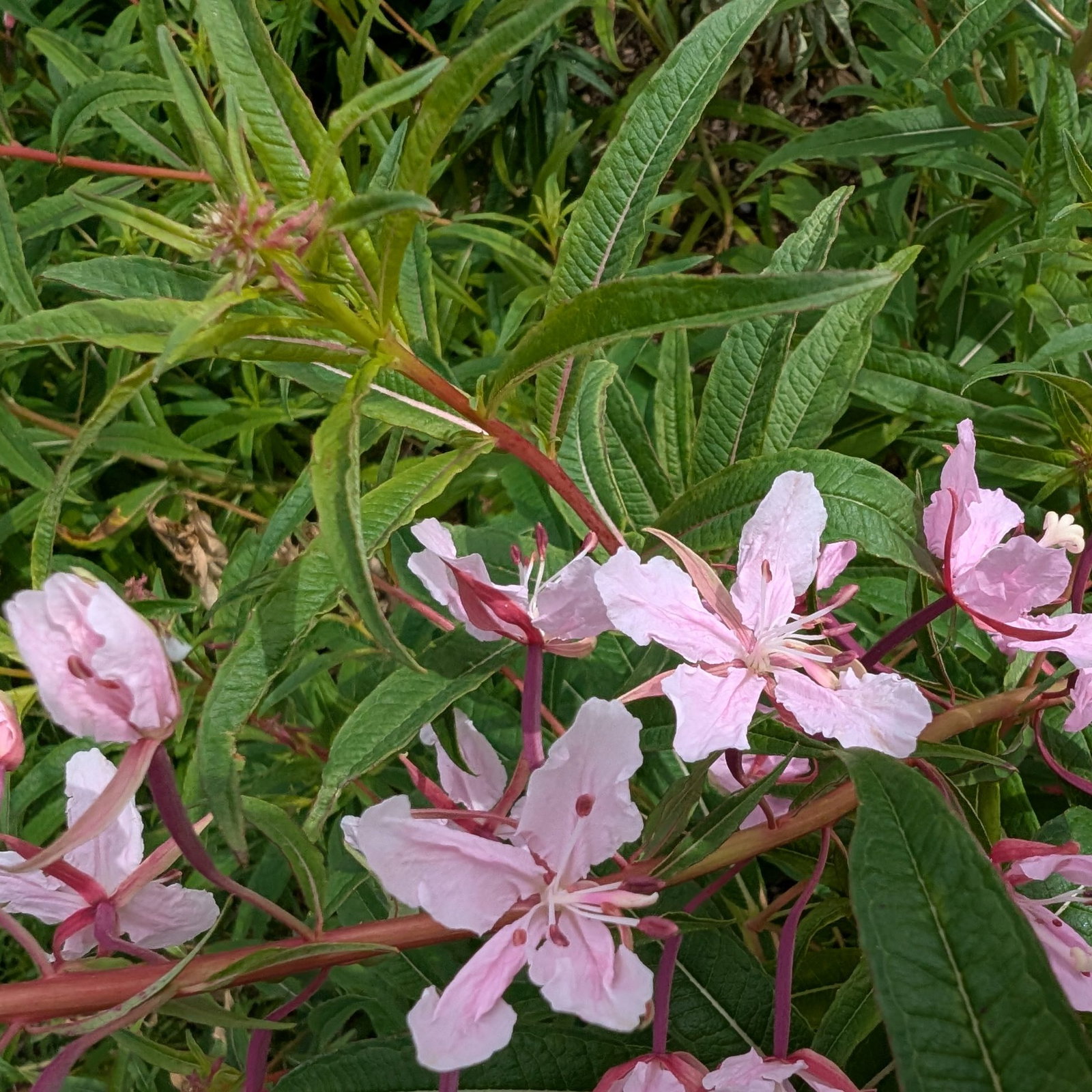 Epilobium Stahl Rose 4 Scaled