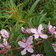 Epilobium Stahl Rose 4 Scaled