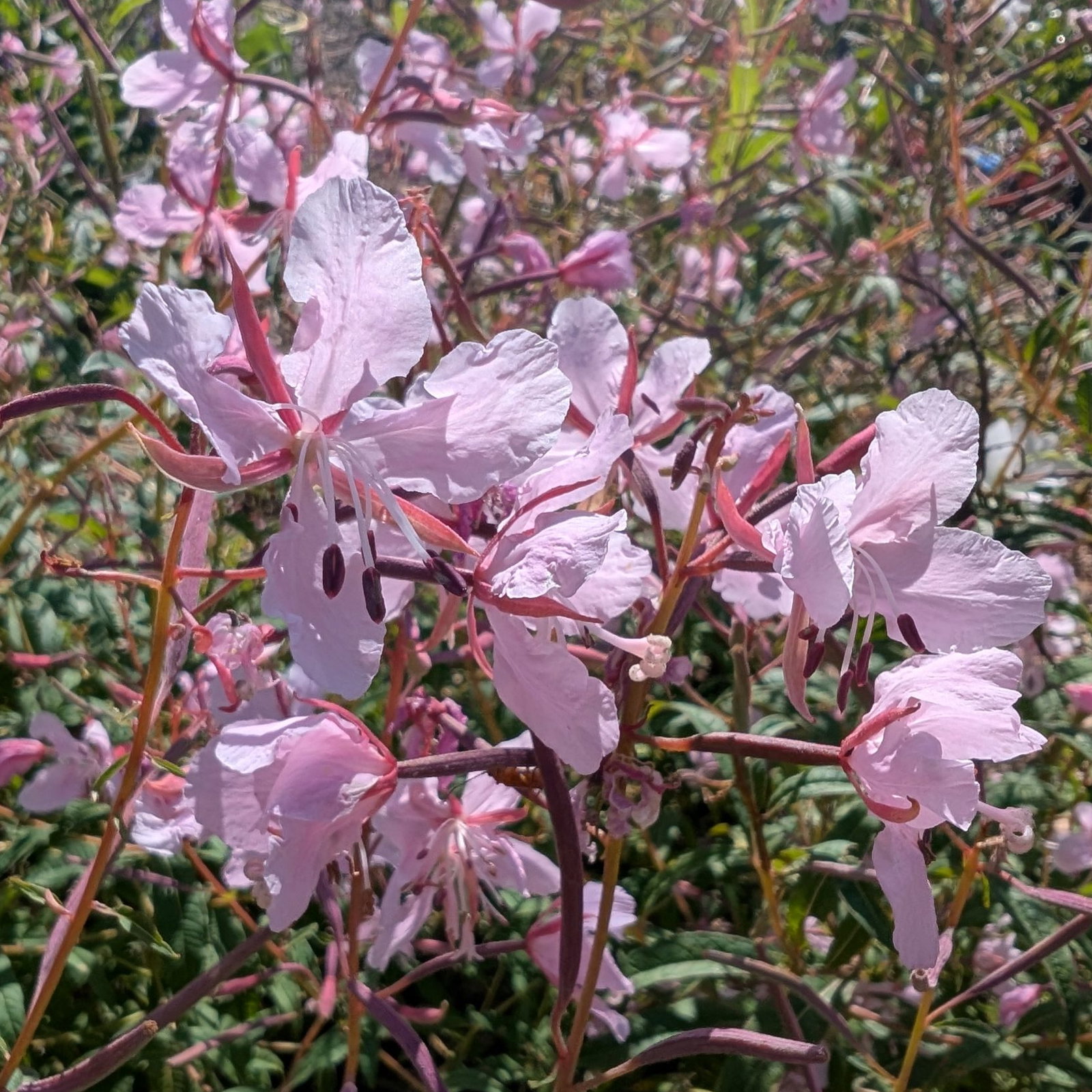 Epilobium Stahl Rose 8 Scaled