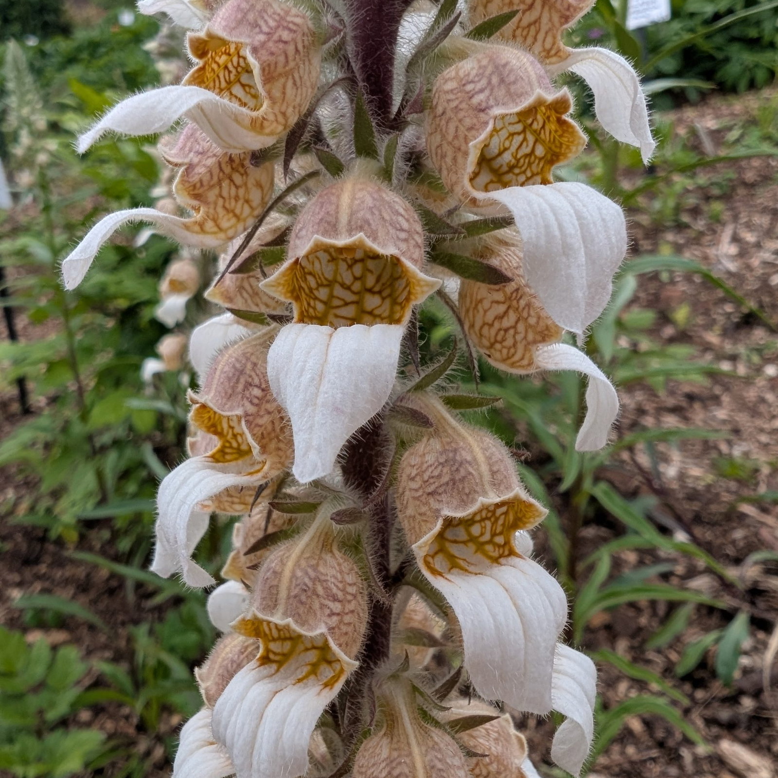 Digitalis Trojana 4 Scaled