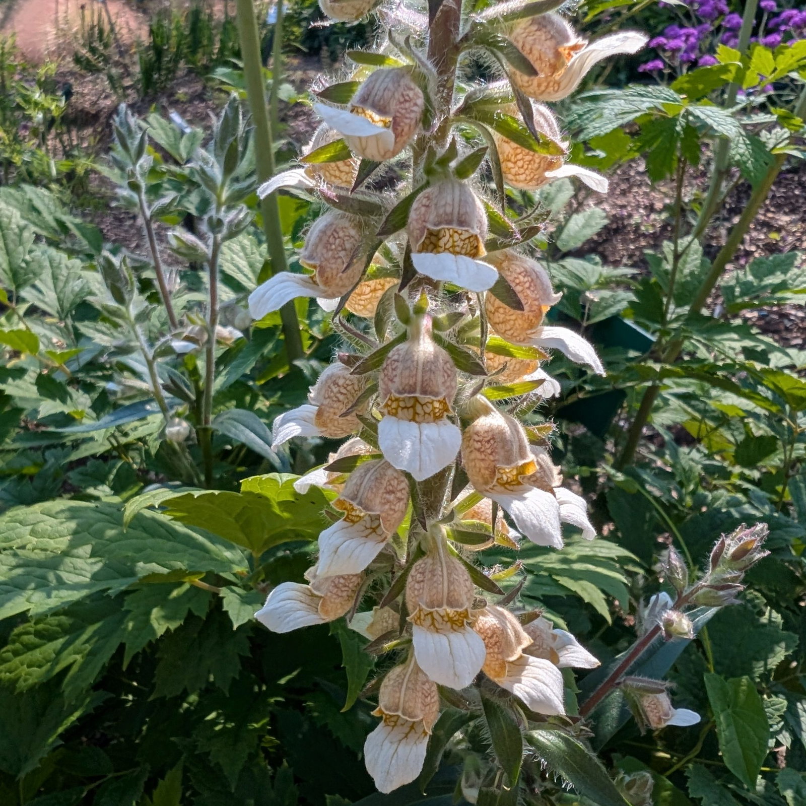 Digitalis Trojana 2 Scaled