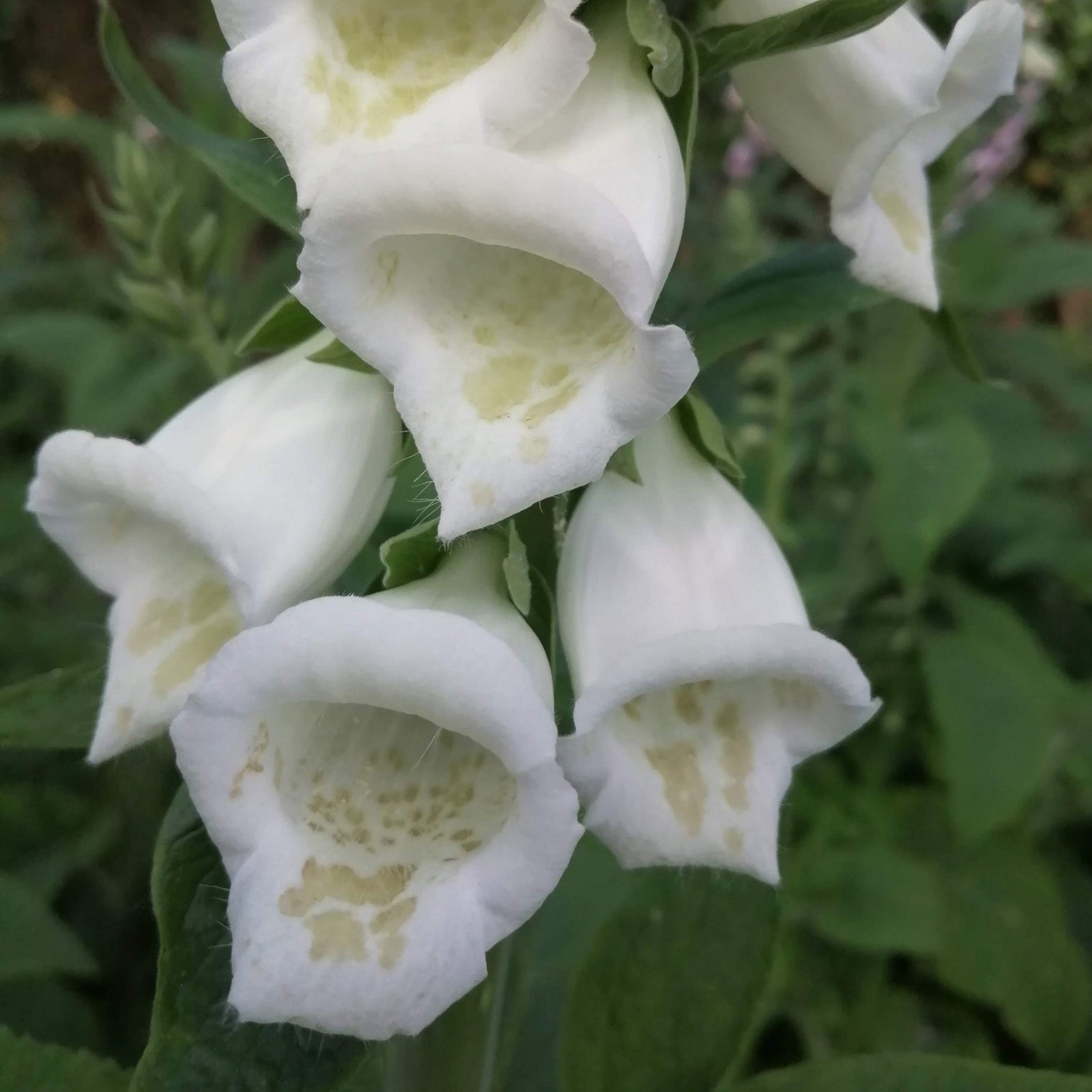 Digitalis Purpurea Lemon 1 Scaled