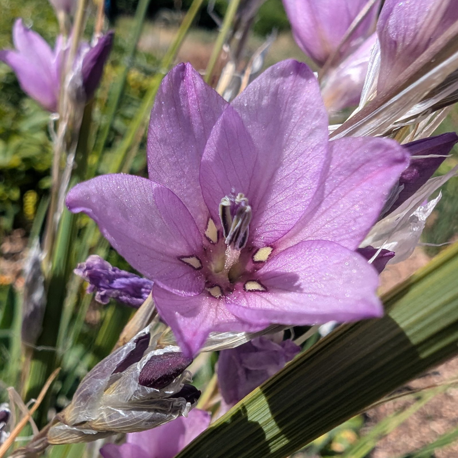 Dierama Galpinii 1 Scaled