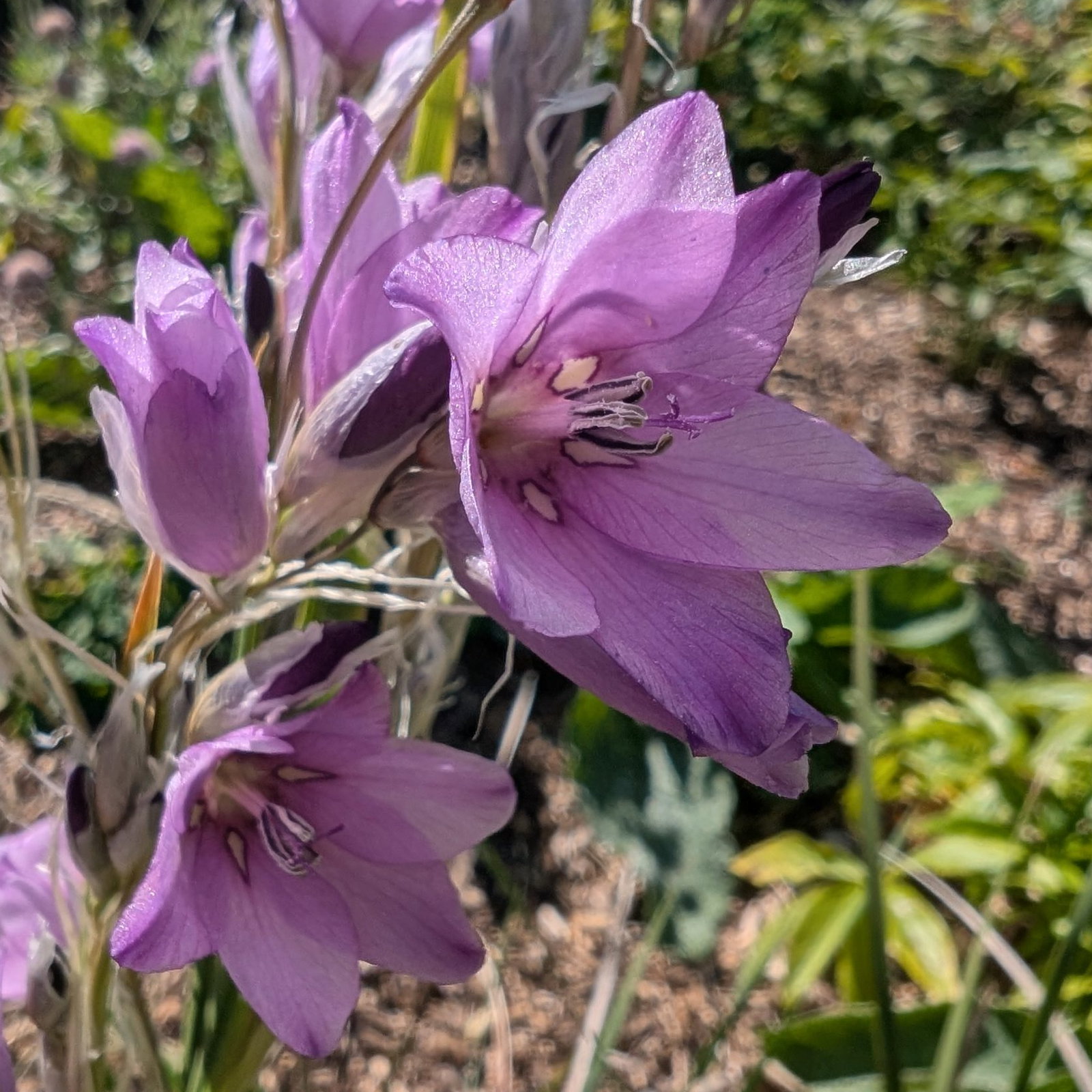 Dierama Galpinii 4 Scaled