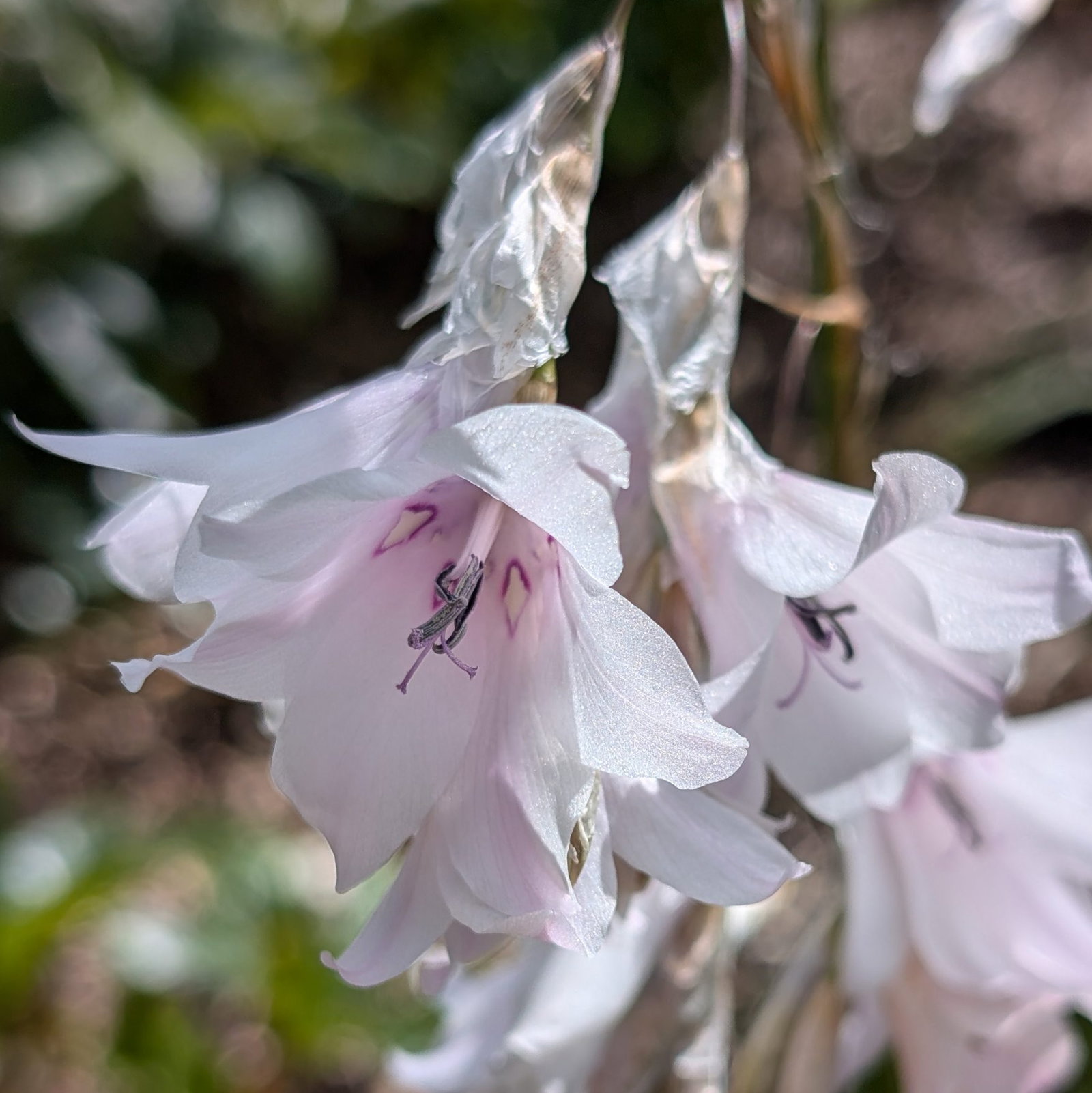 Dierama White Hybrid Stg 4 Scaled