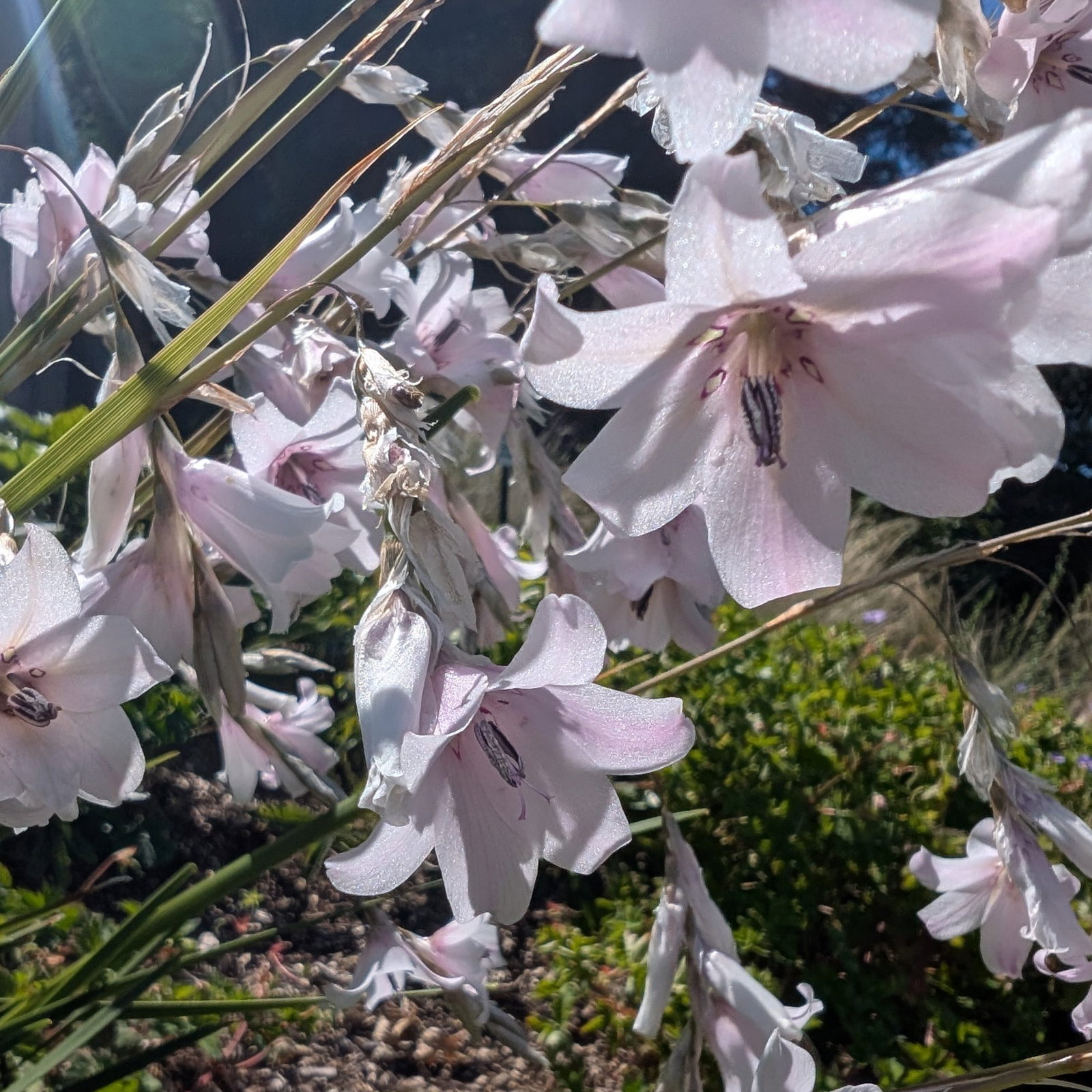 Dierama Snowbells 2 Scaled