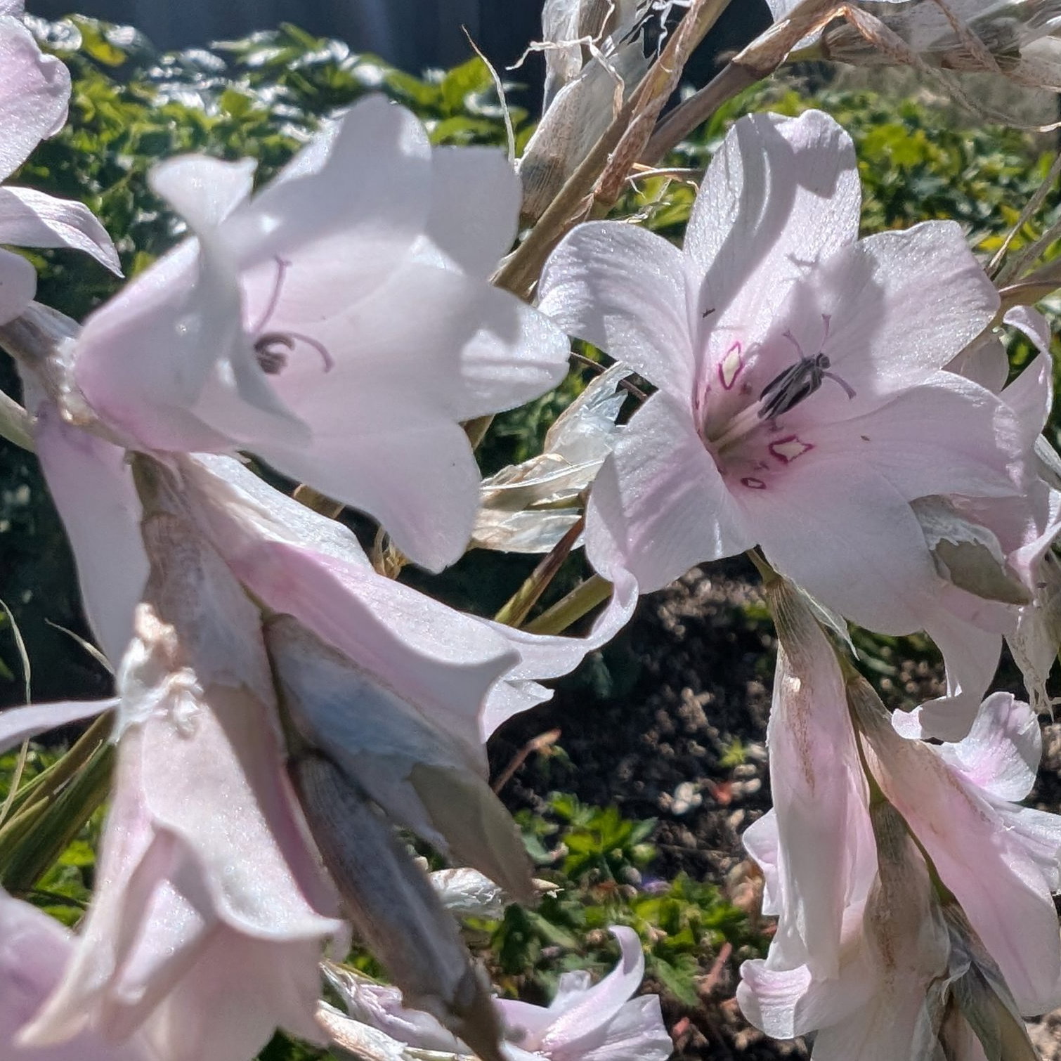 Dierama Snowbells 3 Scaled
