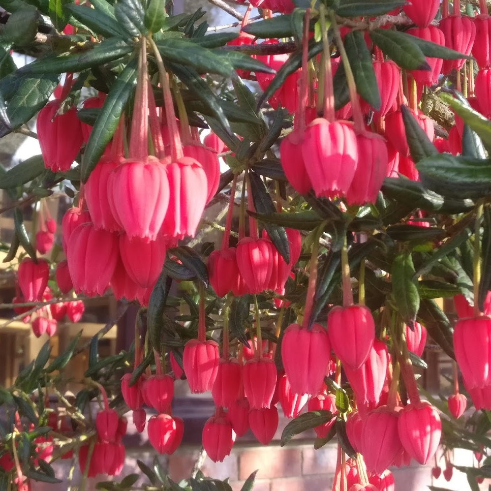 Crinodendron Hookerianum 5 Copy