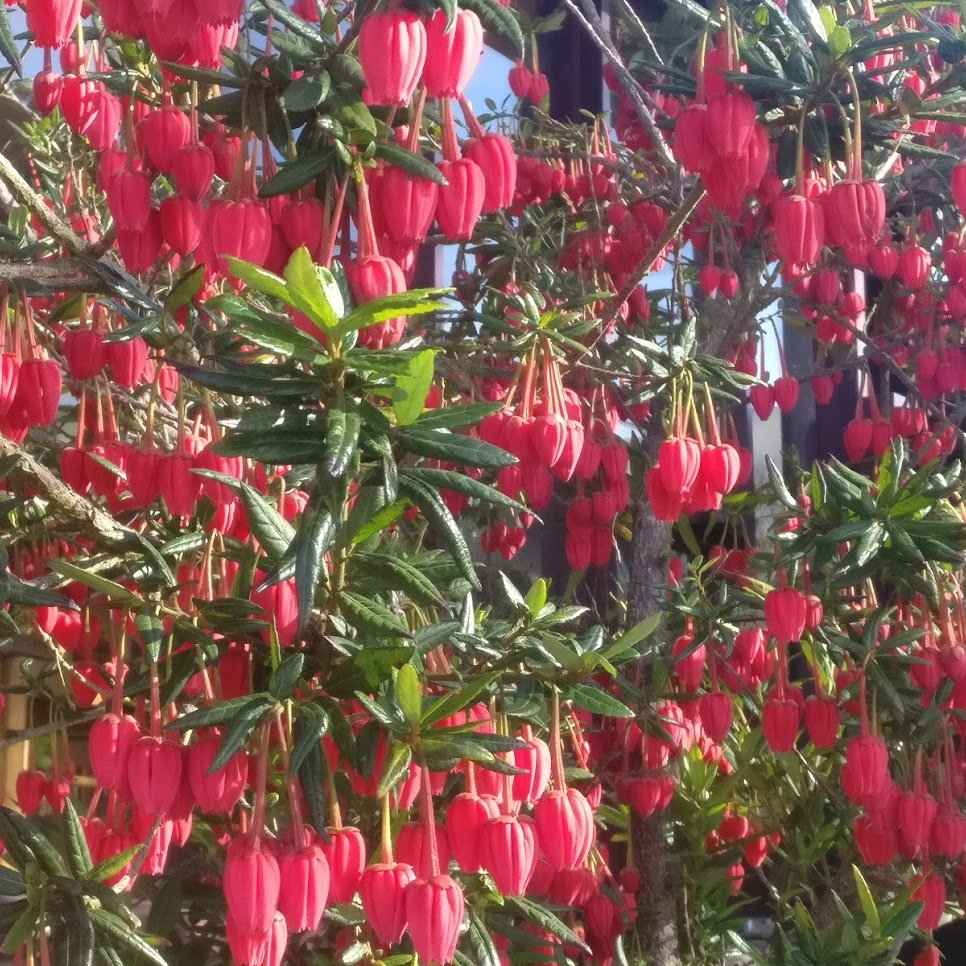Crinodendron Hookerianum 3 Copy