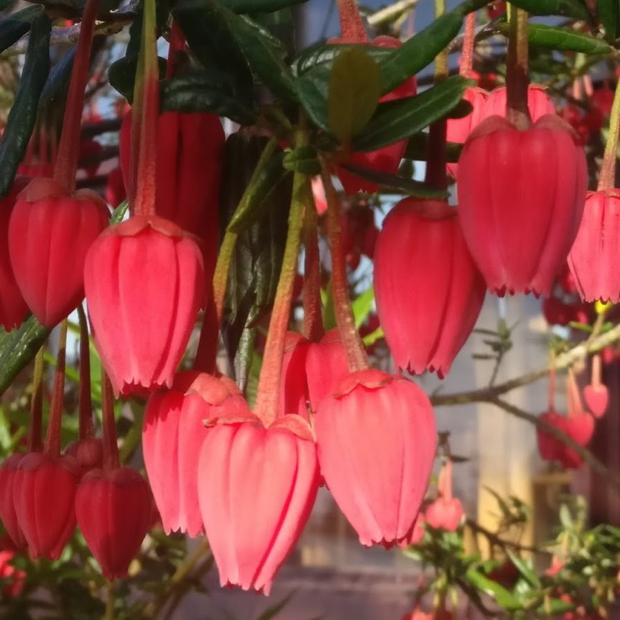 Crinodendron Hookerianum 7 Copy E1757853825904