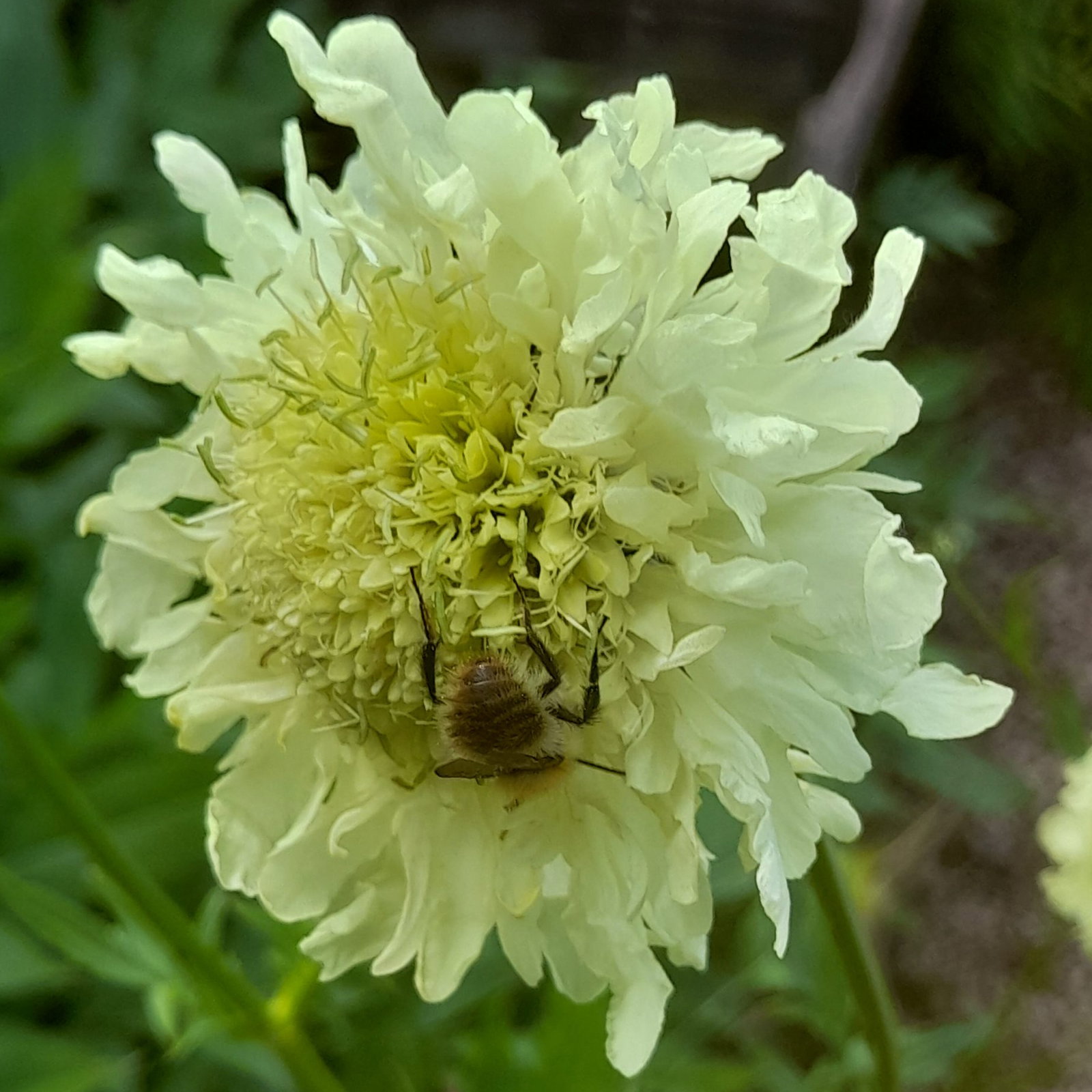 Cephalaria Gigantea 4 Scaled