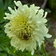 Cephalaria Gigantea 4 Scaled