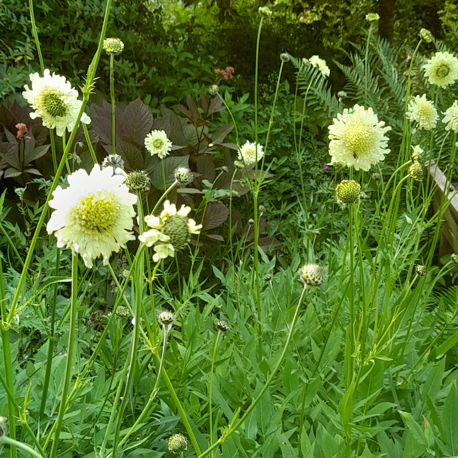 Cephalaria Gigantea 3 Scaled