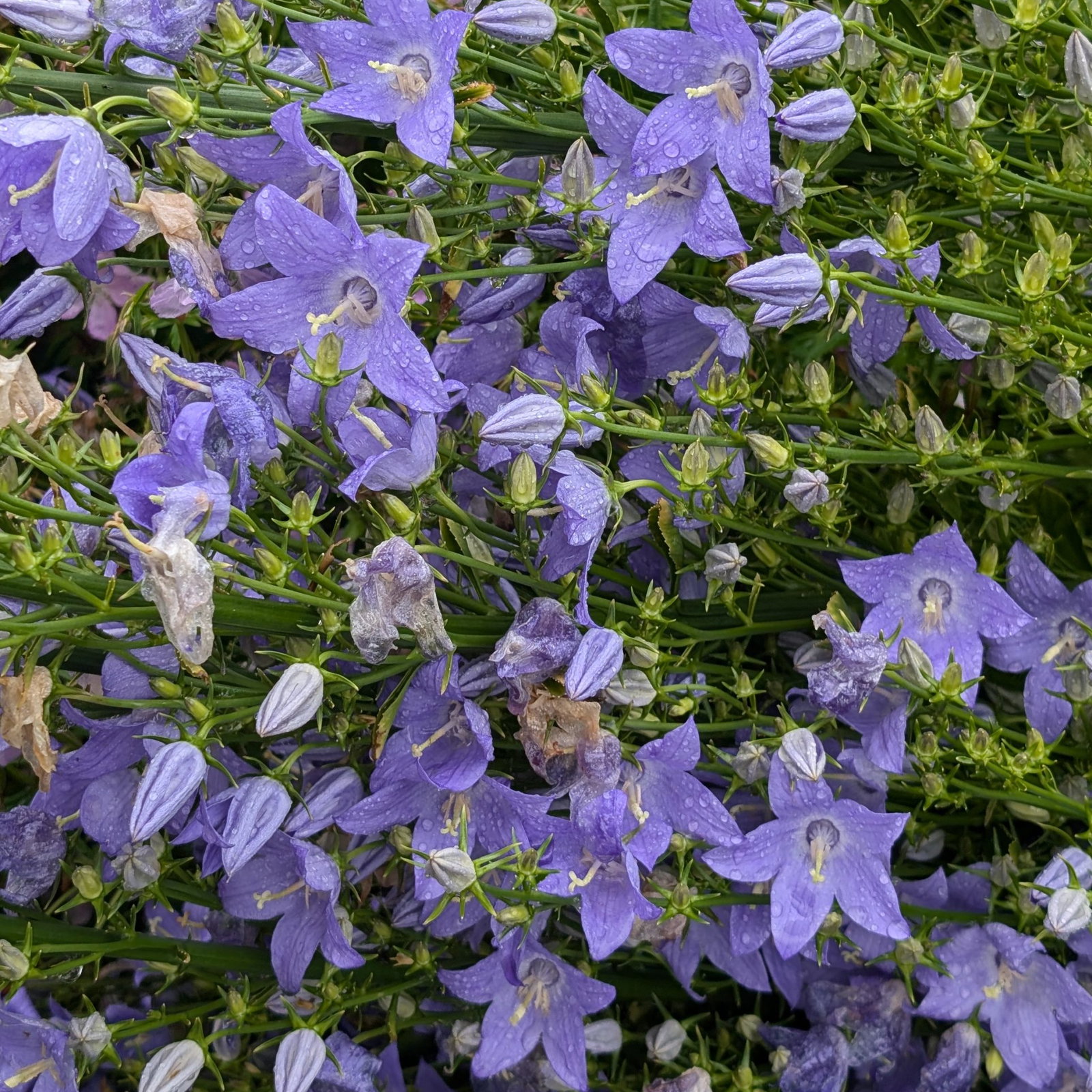 Campanula Pyramidalis 11 Scaled