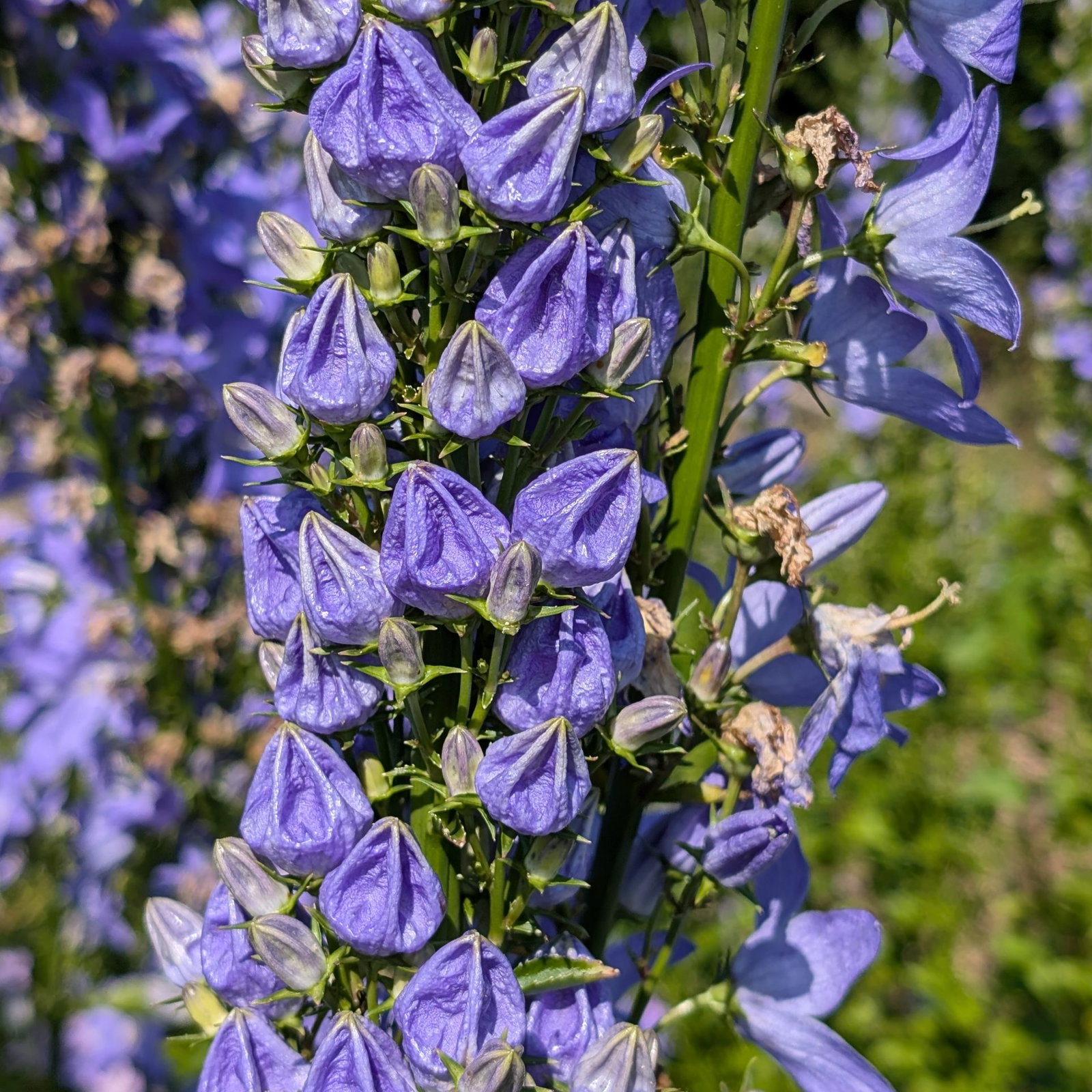 Campanula Pyramidalis 1 Scaled
