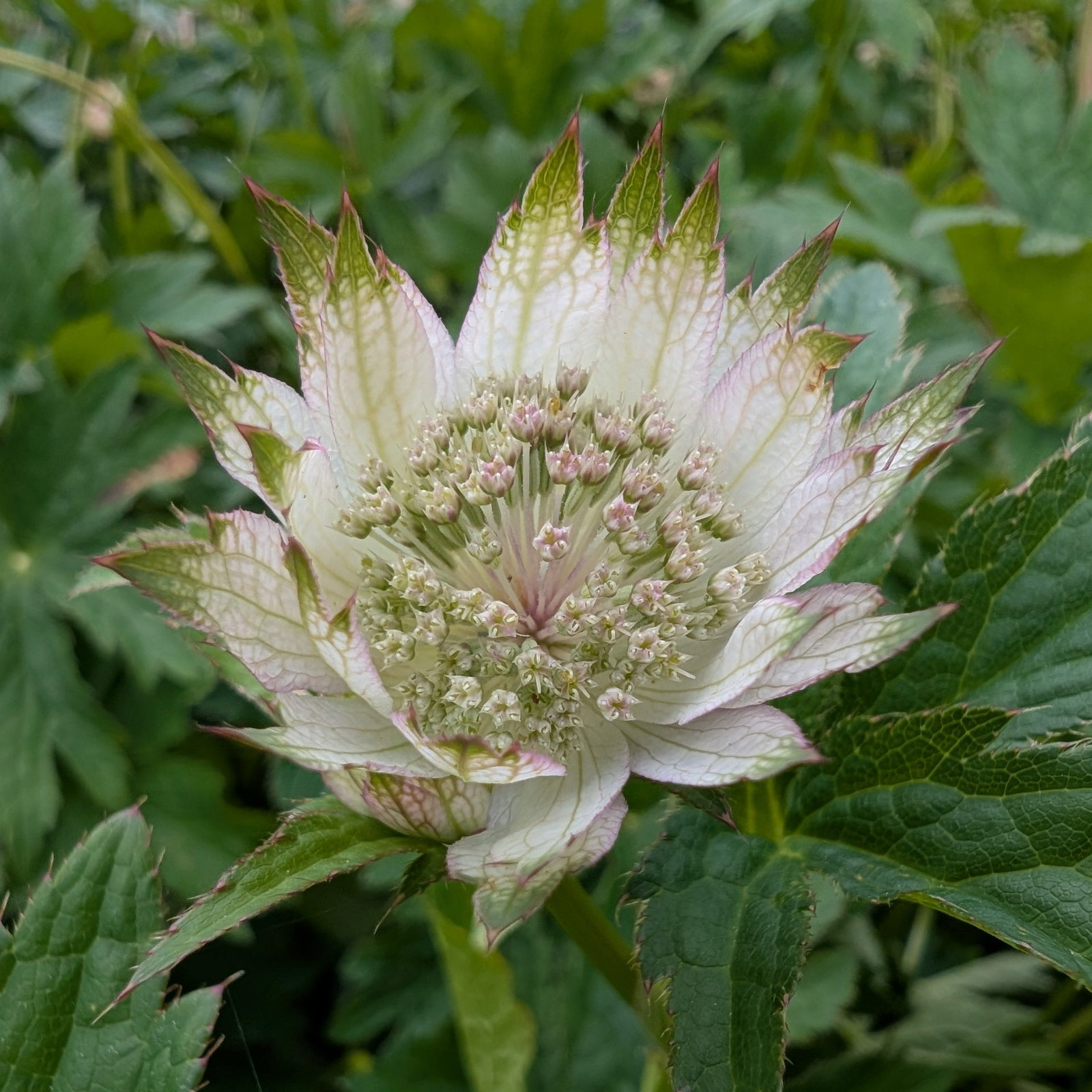 Astrantia Shaggy 1 Scaled