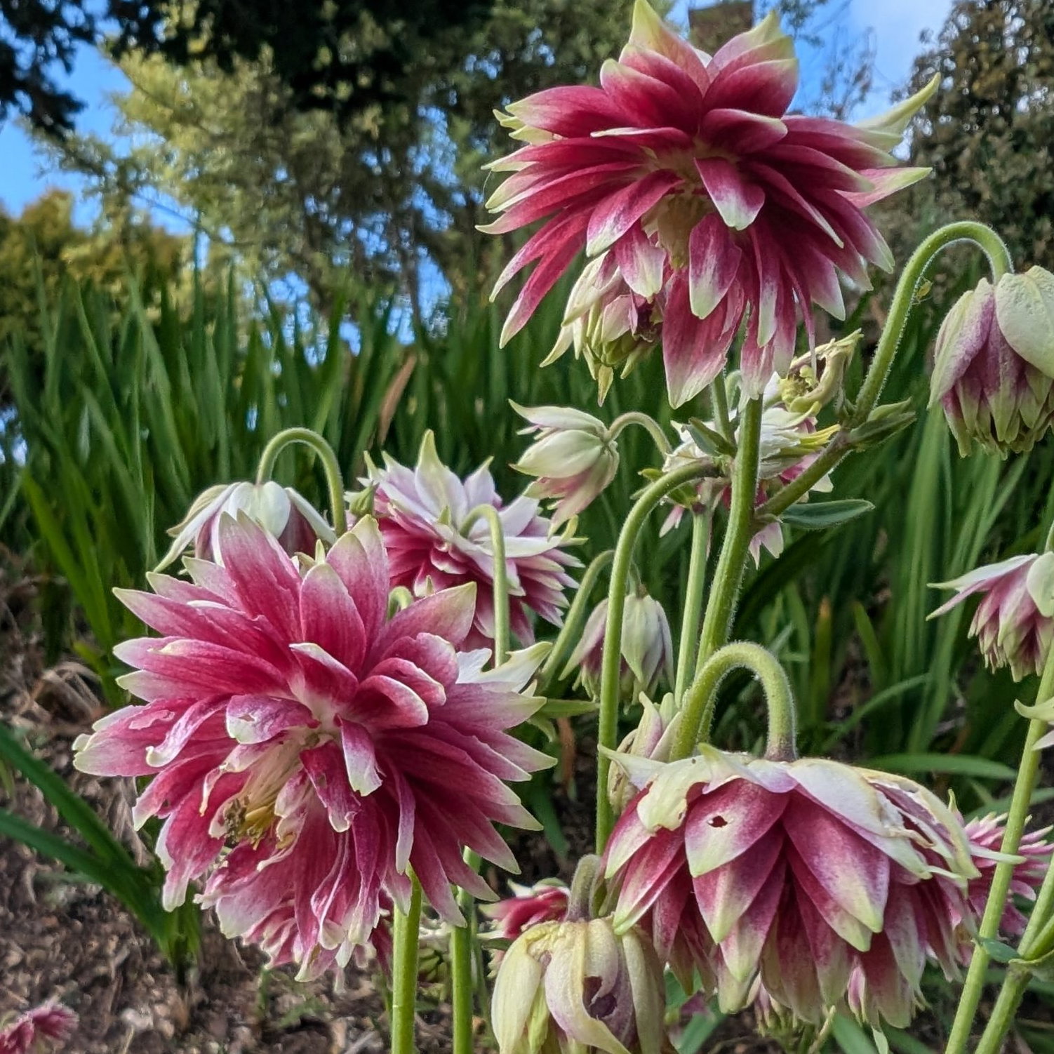 Aquilegia Vulgaris Nora Barlow 3 Scaled