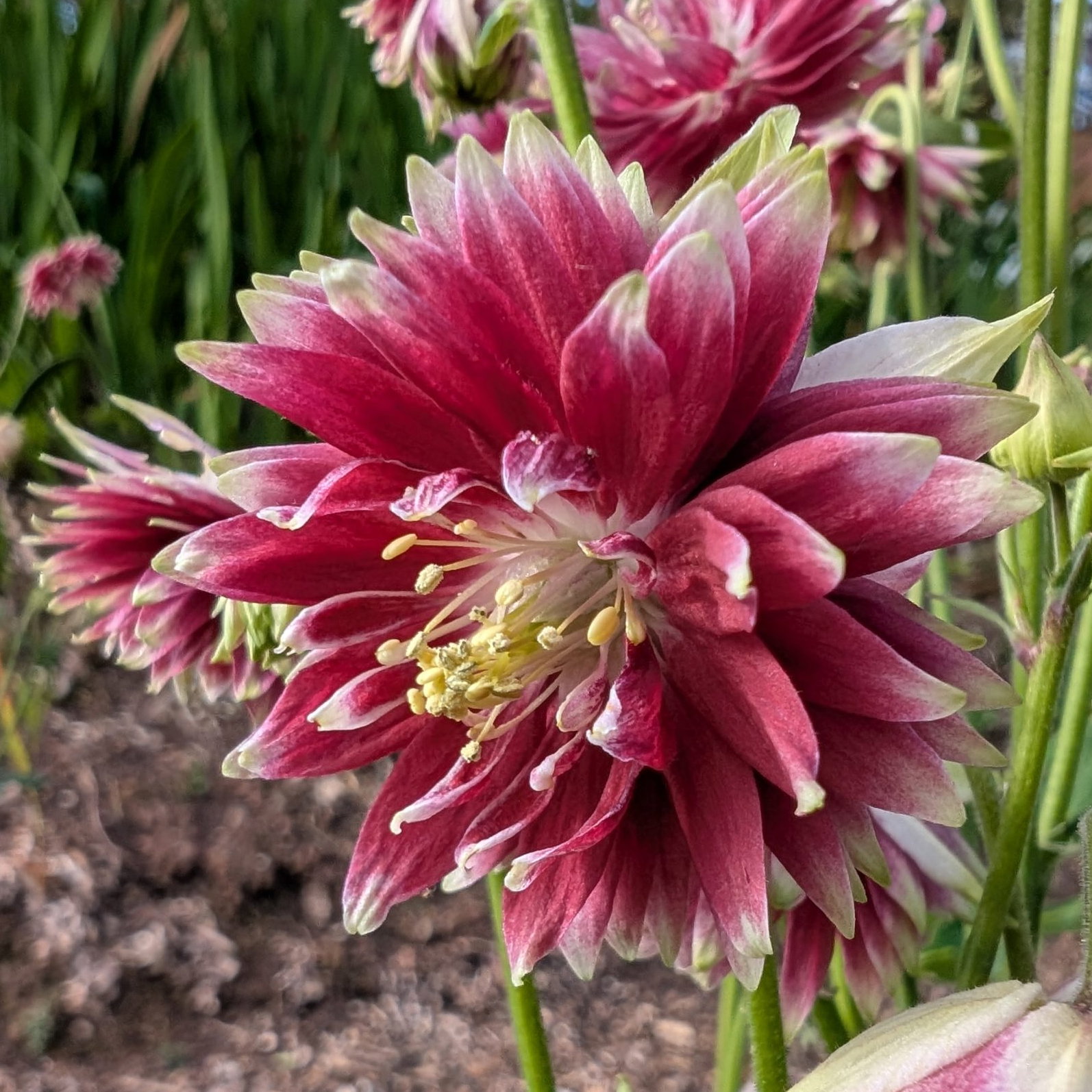 Aquilegia Vulgaris Nora Barlow 2 Scaled