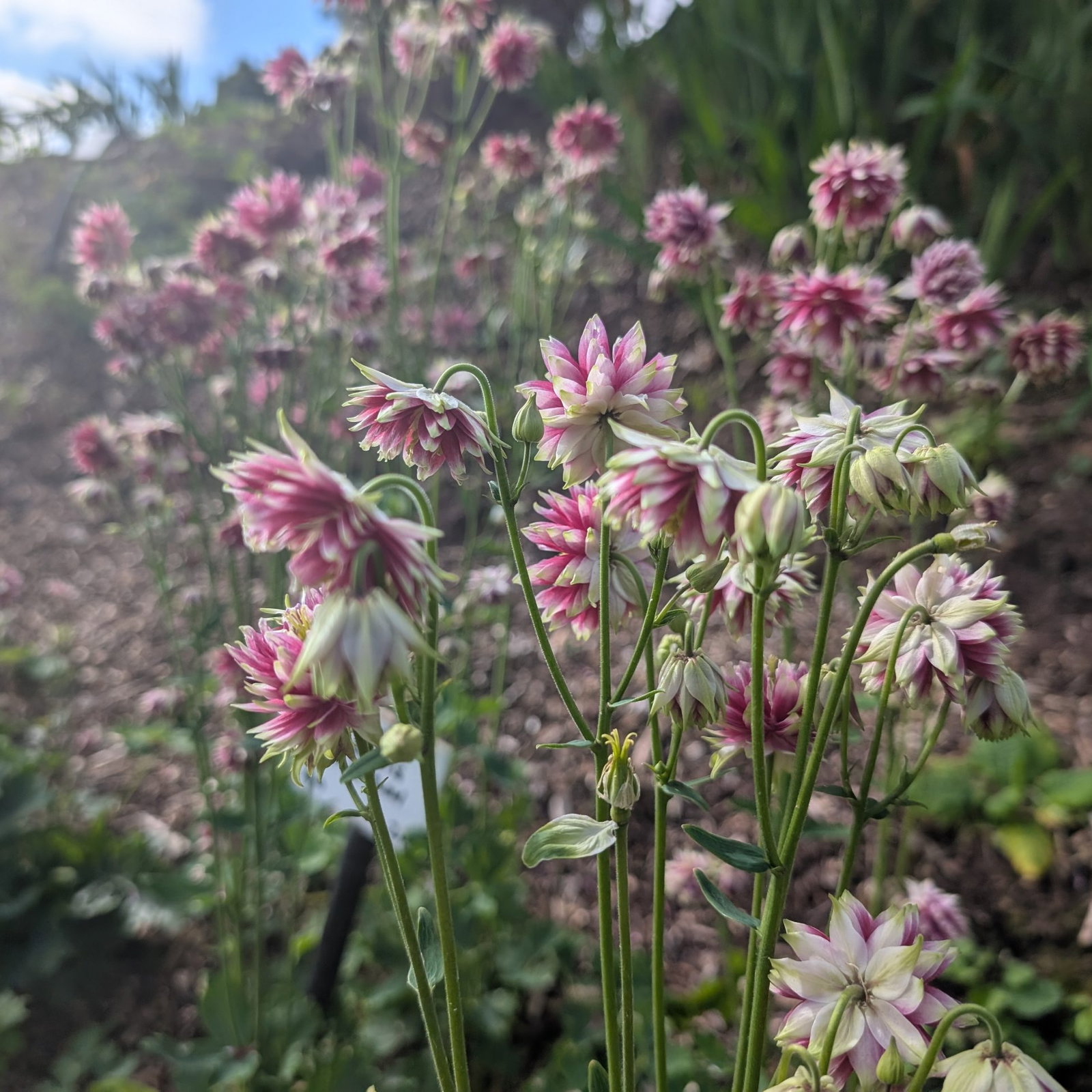 Aquilegia Vulgaris Nora Barlow 4 Scaled