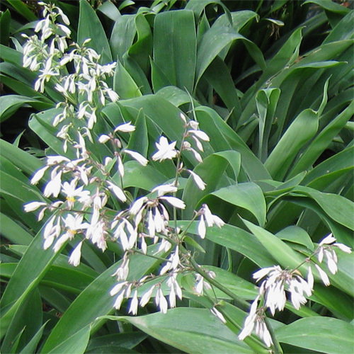 Arthropodium Cirratum