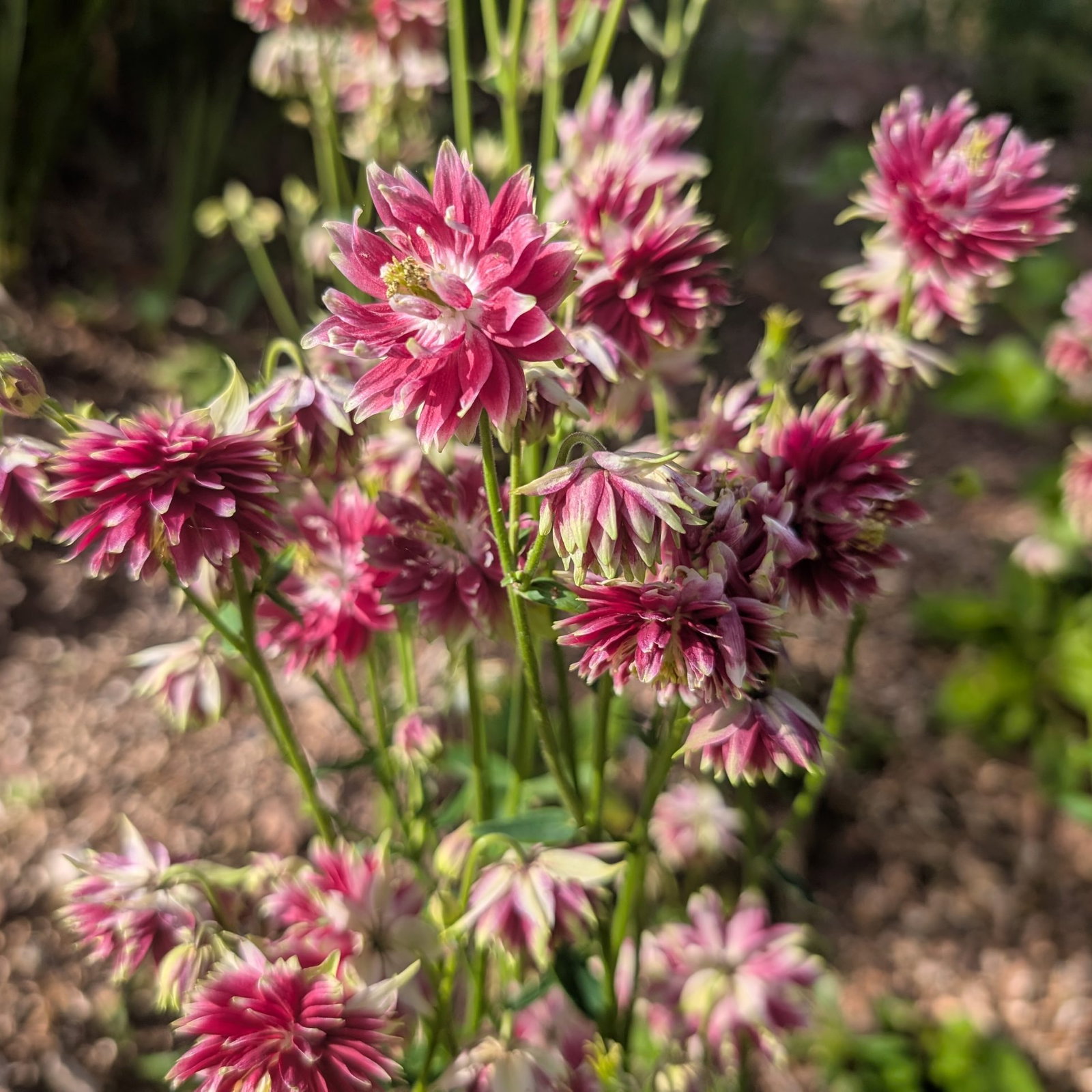 Aquilegia Vulgaris Nora Barlow 1 Scaled