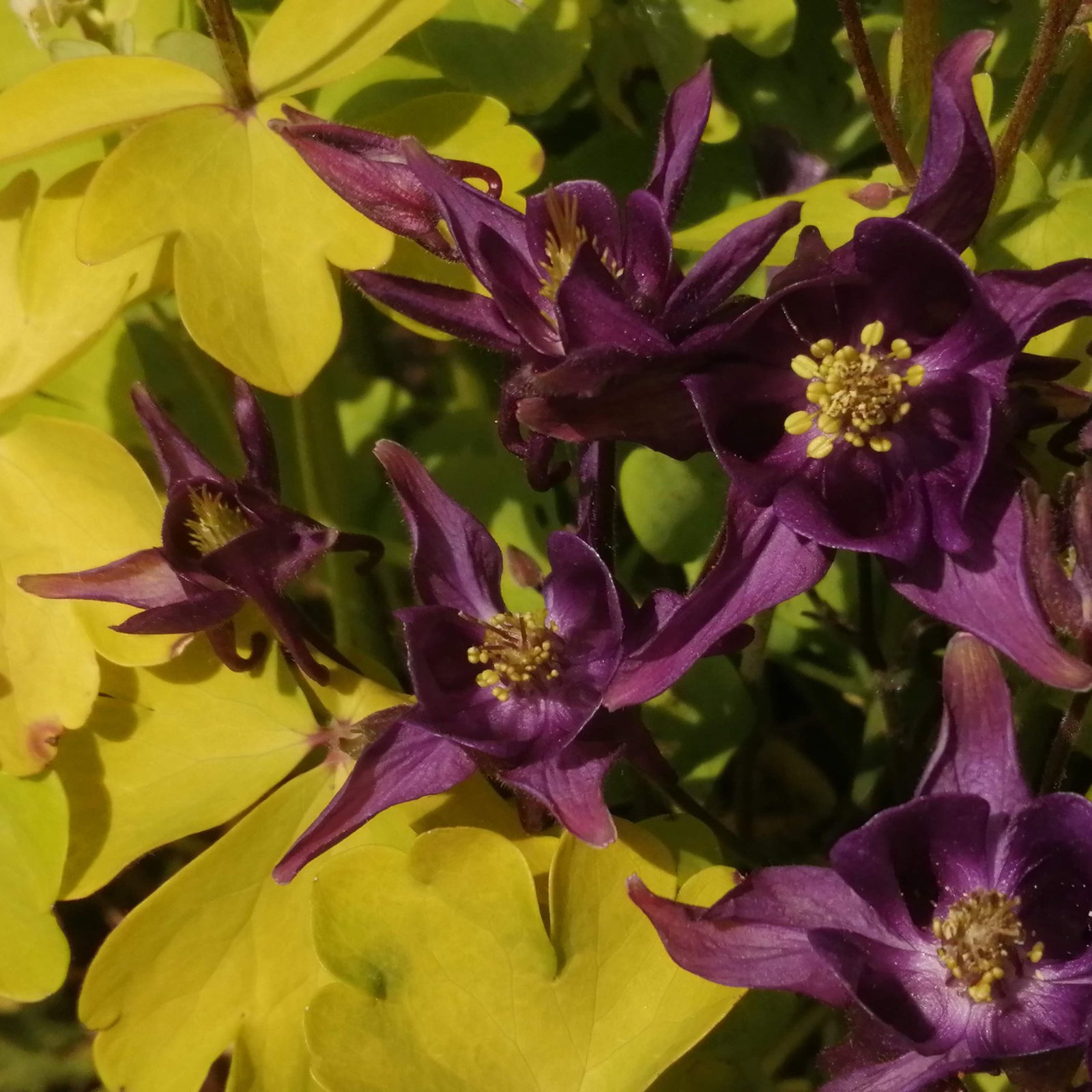 Aquilegia Gold Purple Flower 2 Scaled