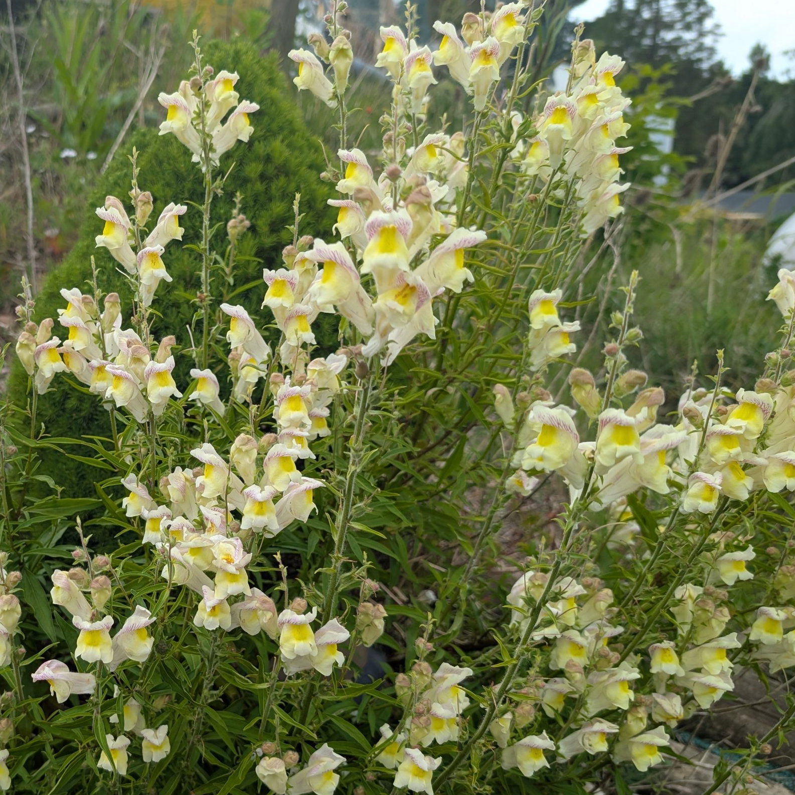 Antirrhinum Braun Banquettii 2 Scaled