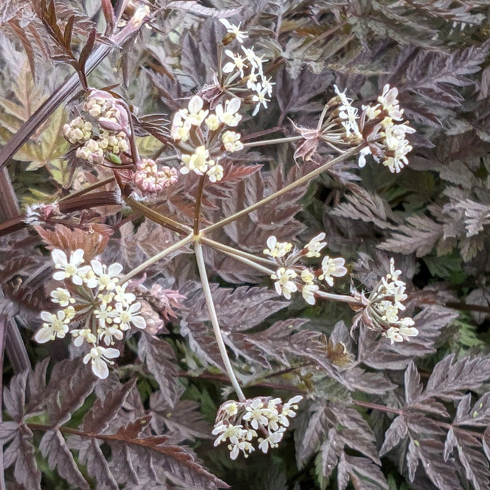 Anthriscus Sylvestris Ravenswing 9 Scaled