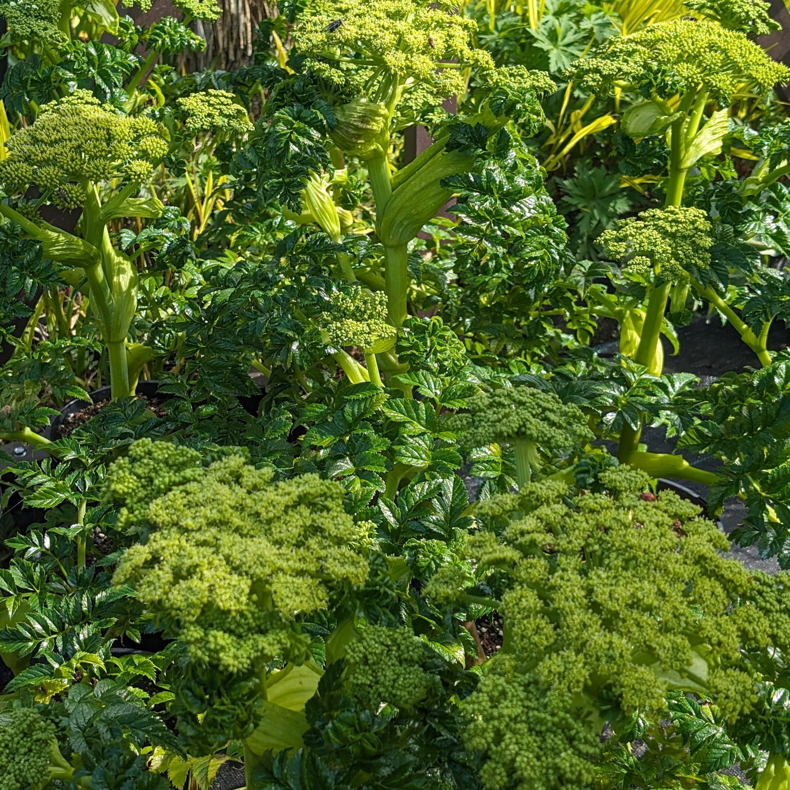 Angelica Pachycarpa 1 Scaled