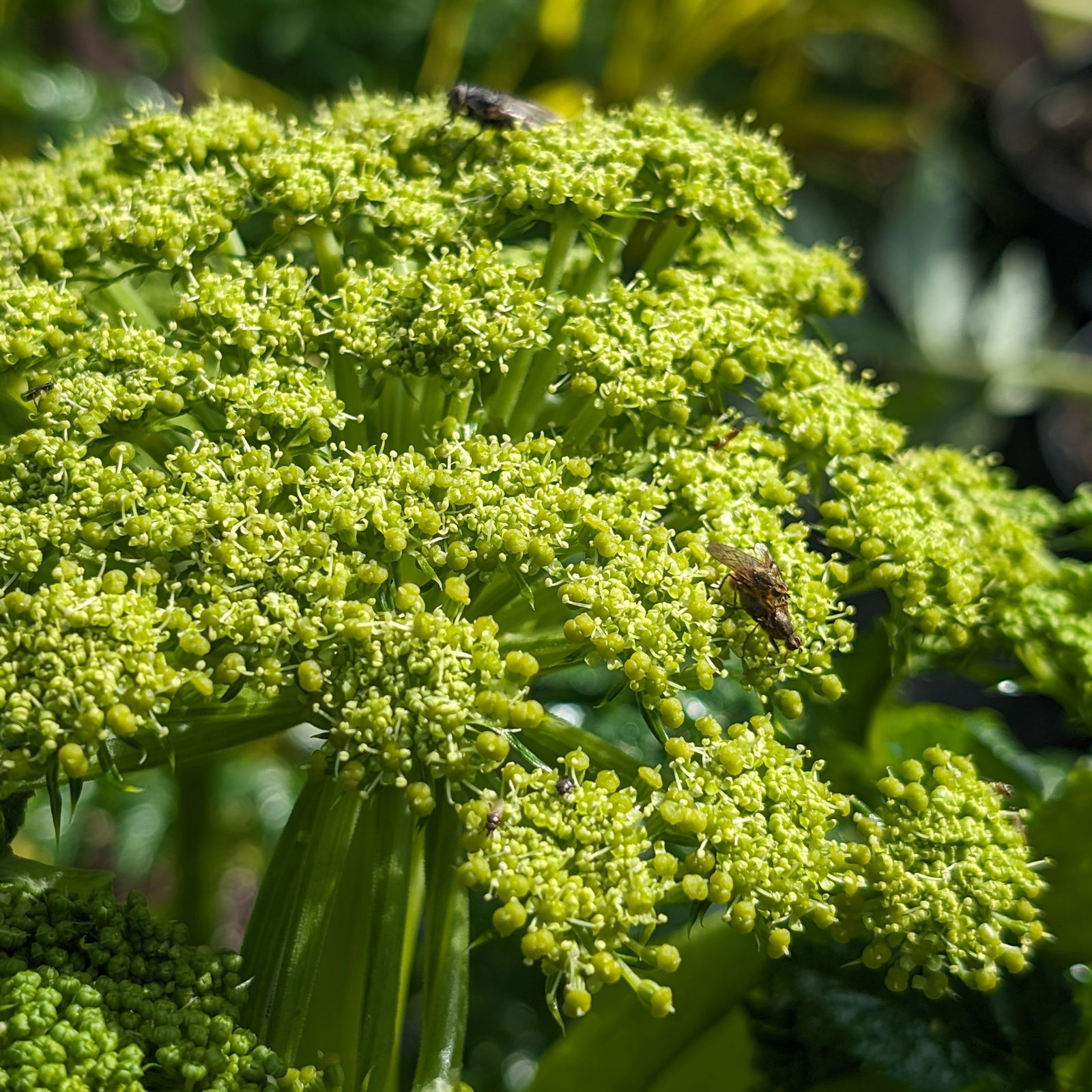 Angelica Pachycarpa 2 Scaled