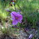 Arthropodium Strictum